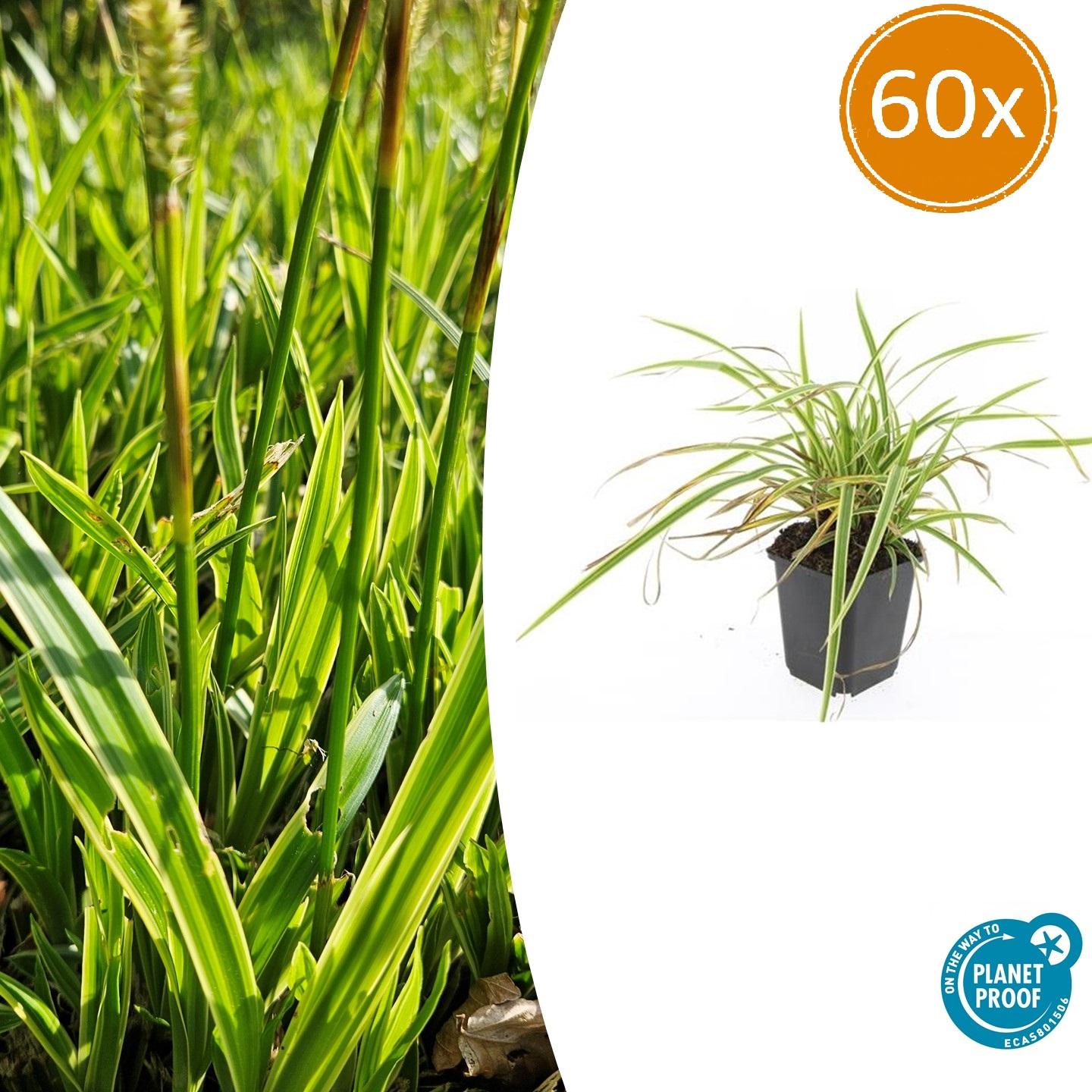 Ziergras Goldrandsegge - Carex morrowii 'Aureovariegata'  - ↕10-25cm - Ø9cm 60 Stück