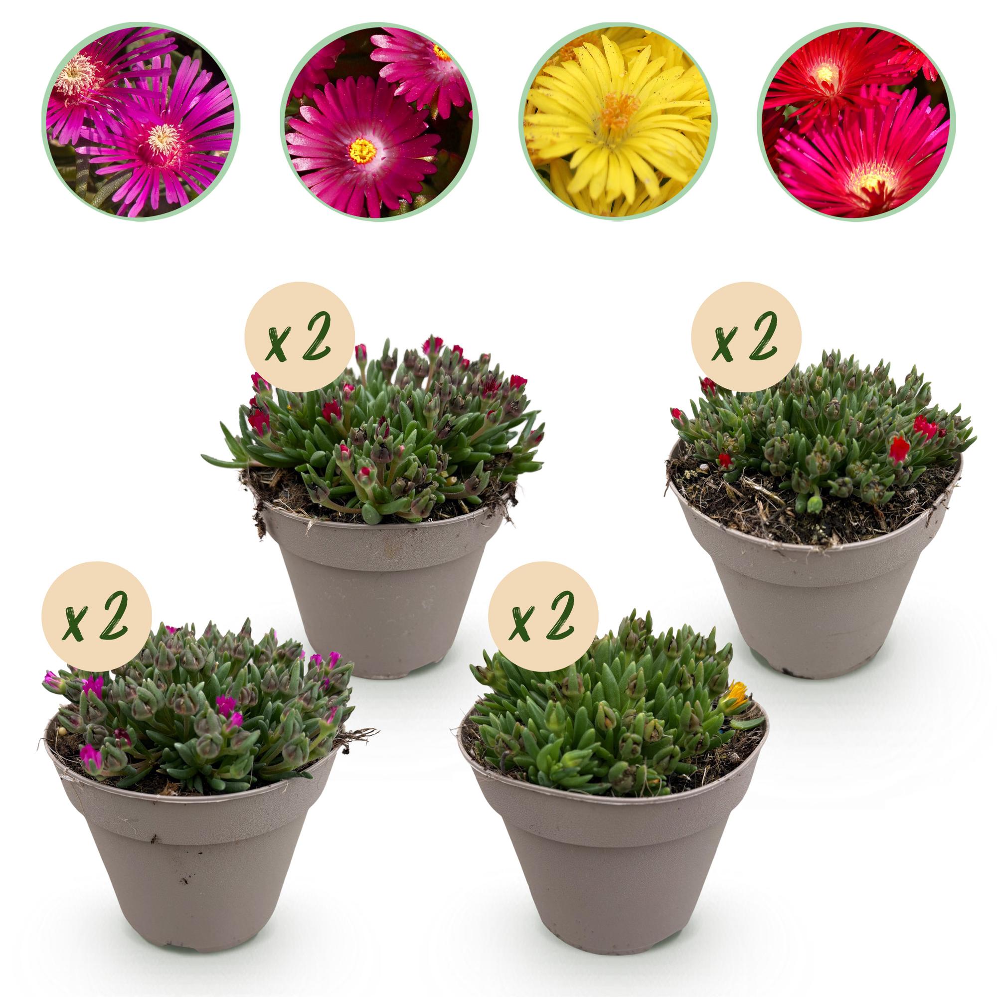 Mittagsblume - Delosperma Bodendeckerblumen - 8 Pflanzen - Farben Rot - Gelb - Lila - Rosa - Wenig Pflege - Topf 14cm Höhe 17cm