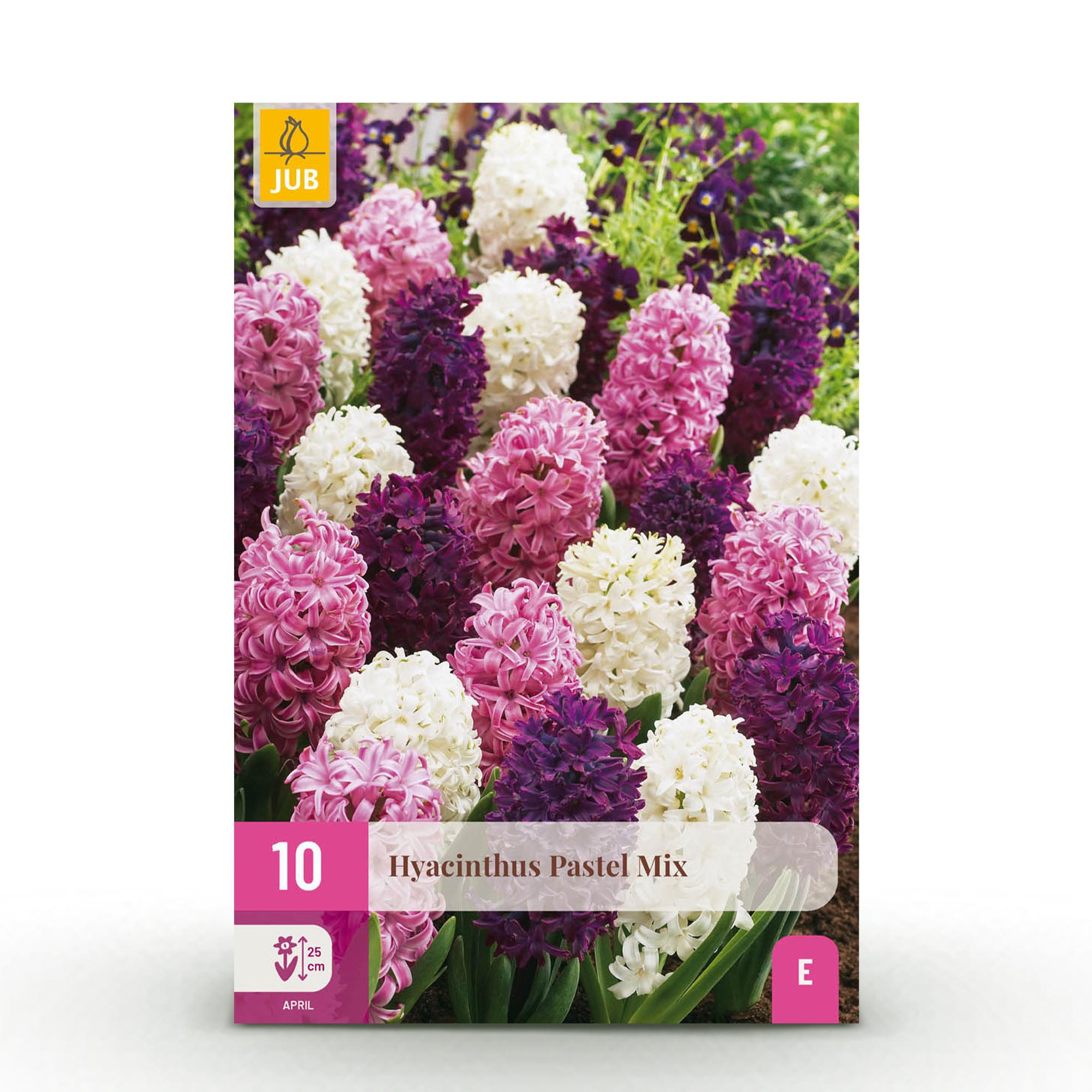 Hyazynthen Mix - Hyacinthus - Blumenzwiebeln Verschiedene Pastellfarben - 10 Stück - Zwiebelgröße 14/15 - XXL Pack