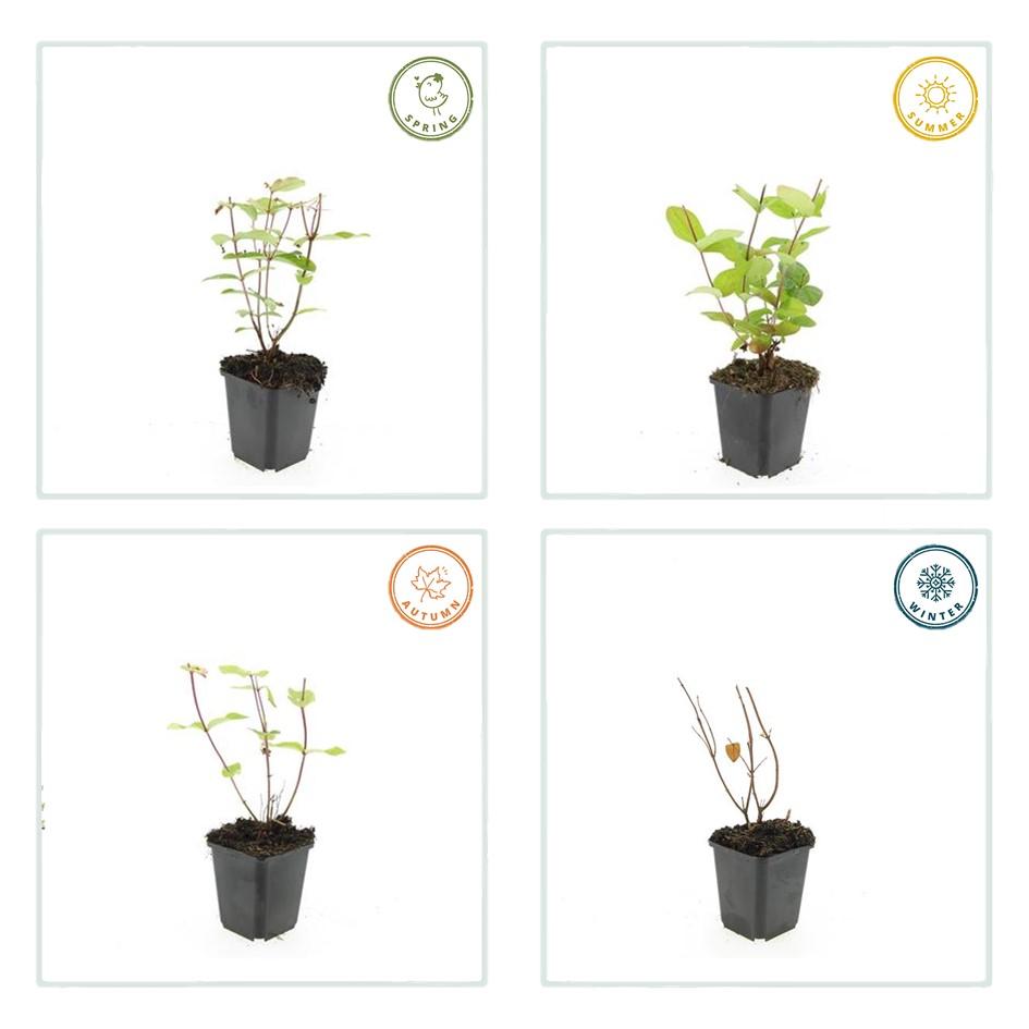 Johanniskraut - Hypericum inodorum 'Beauty' - ↕10-25cm - Ø9cm