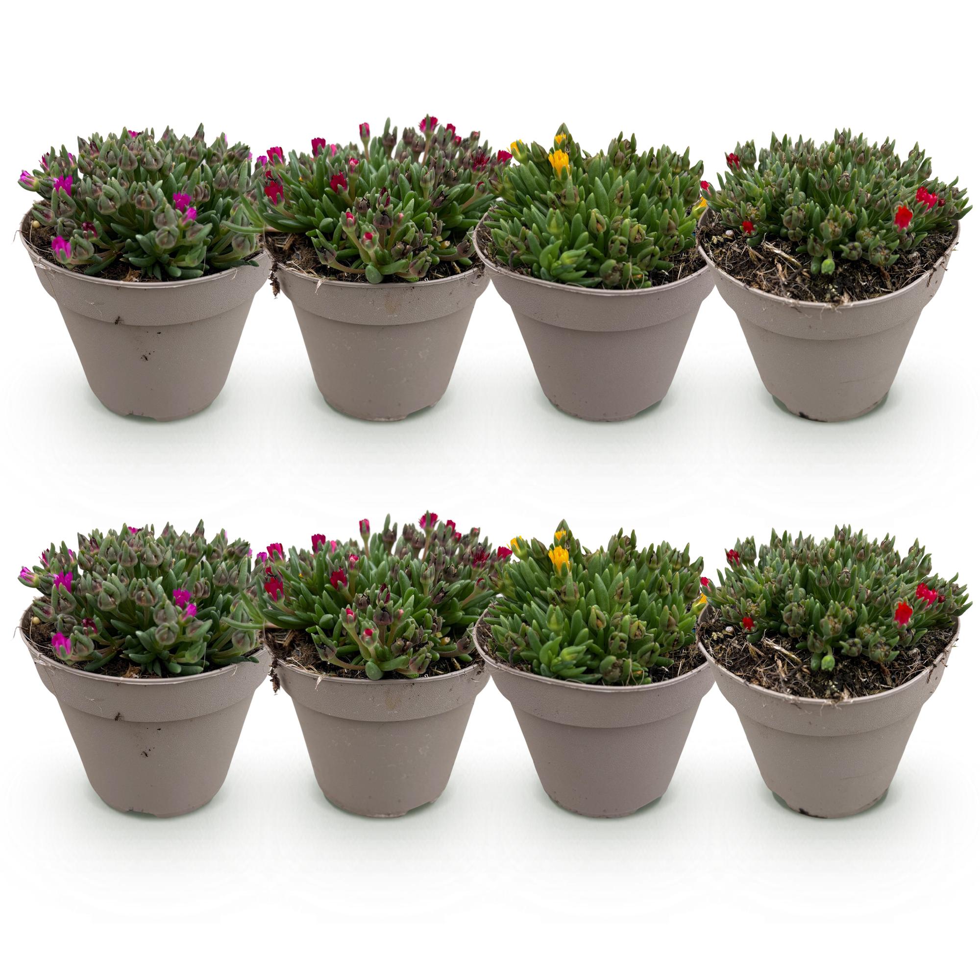 Mittagsblume - Delosperma Bodendeckerblumen - 8 Pflanzen - Farben Rot - Gelb - Lila - Rosa - Wenig Pflege - Topf 14cm Höhe 17cm
