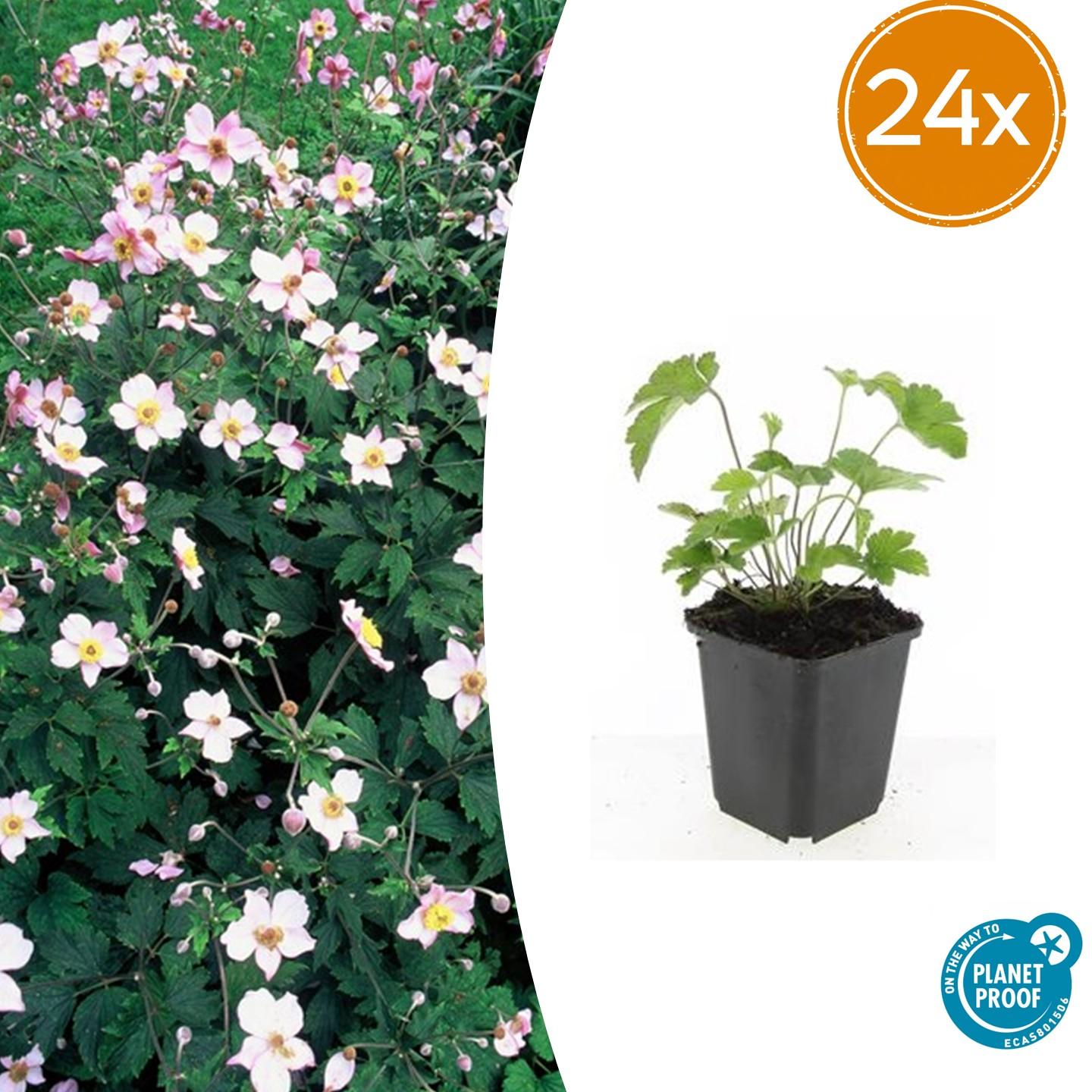 Herbstanemone - Anemone tom. 'Robustissima' - ↕10-25cm - Ø9cm 24 Stück