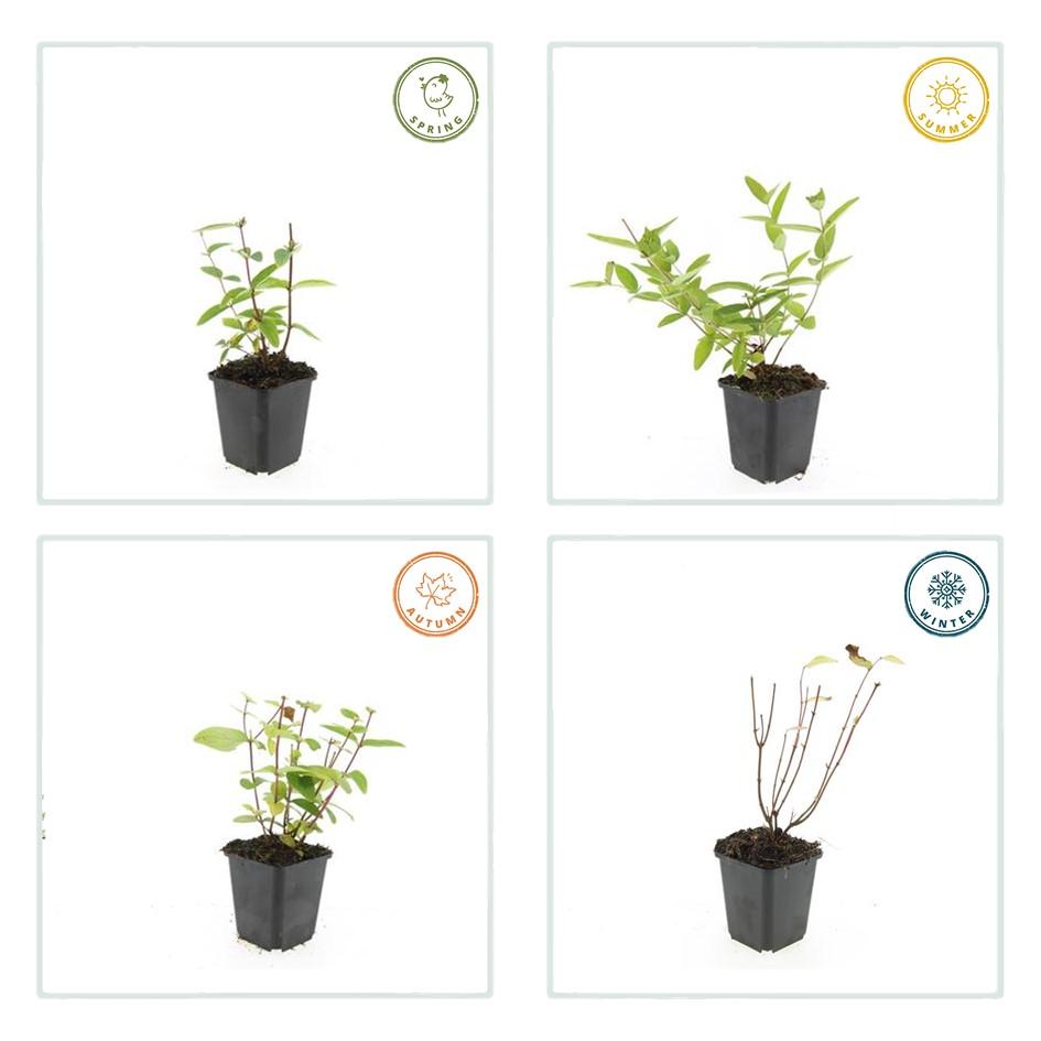 Johanniskraut - Hypericum inodorum 'Annebel' - ↕10-25cm - Ø9cm 24 Stück