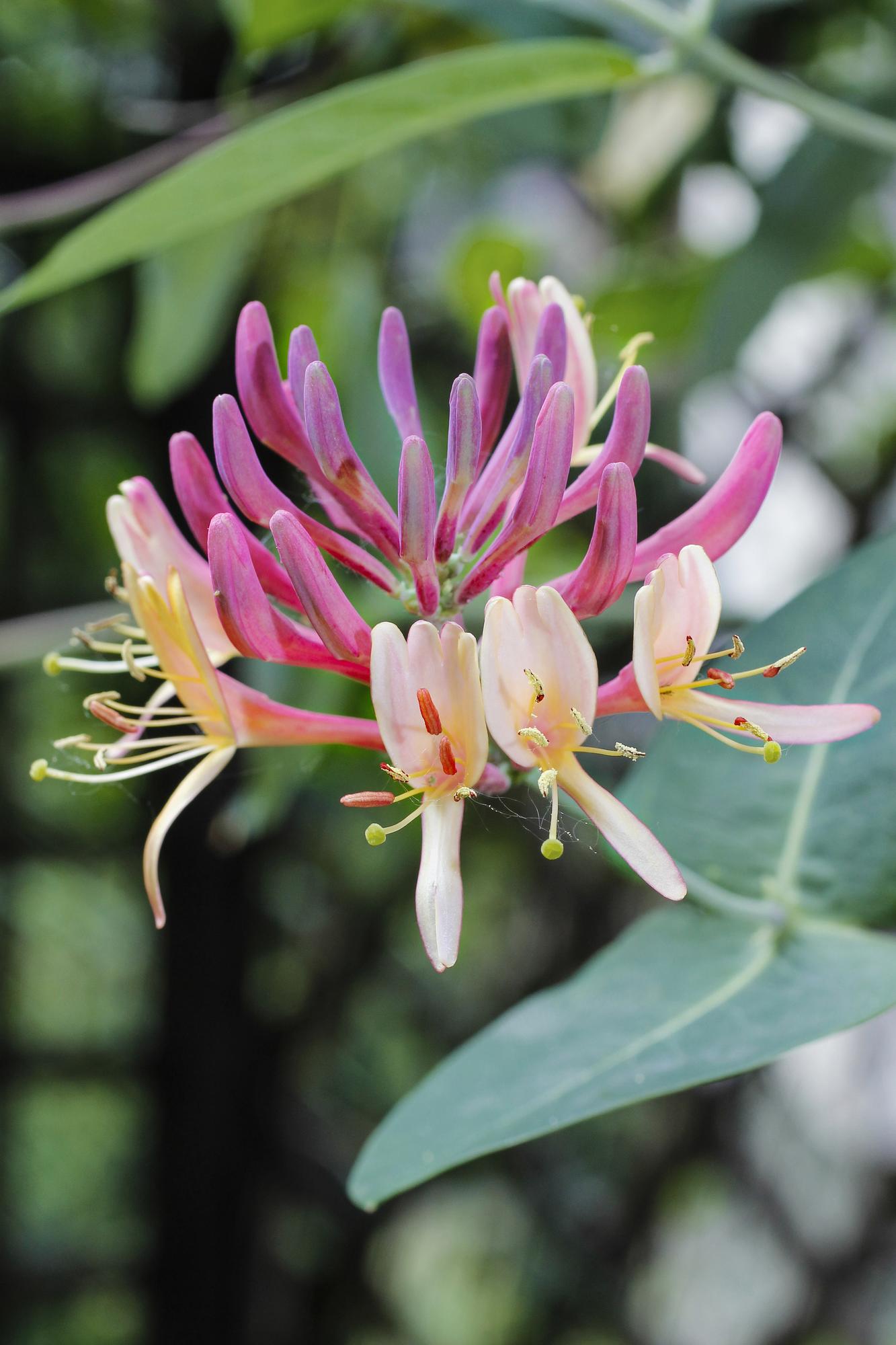Waldgeißblatt - Lonicera periclymenum 'Belgica' - Ø15cm - ↕65cm
