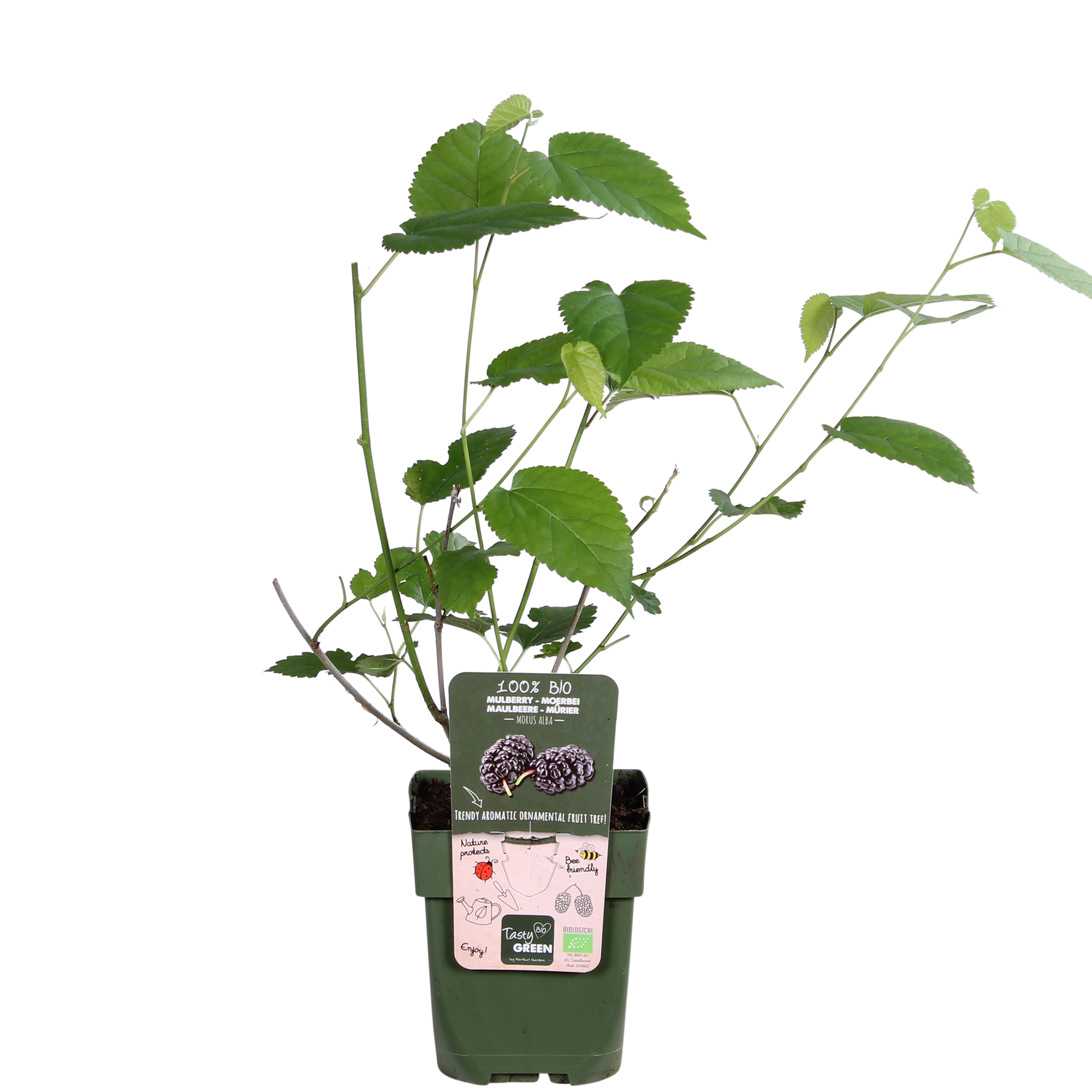 Schwarze Maulbeere - Morus nigra Mulle - Ø13cm - ↕45cm