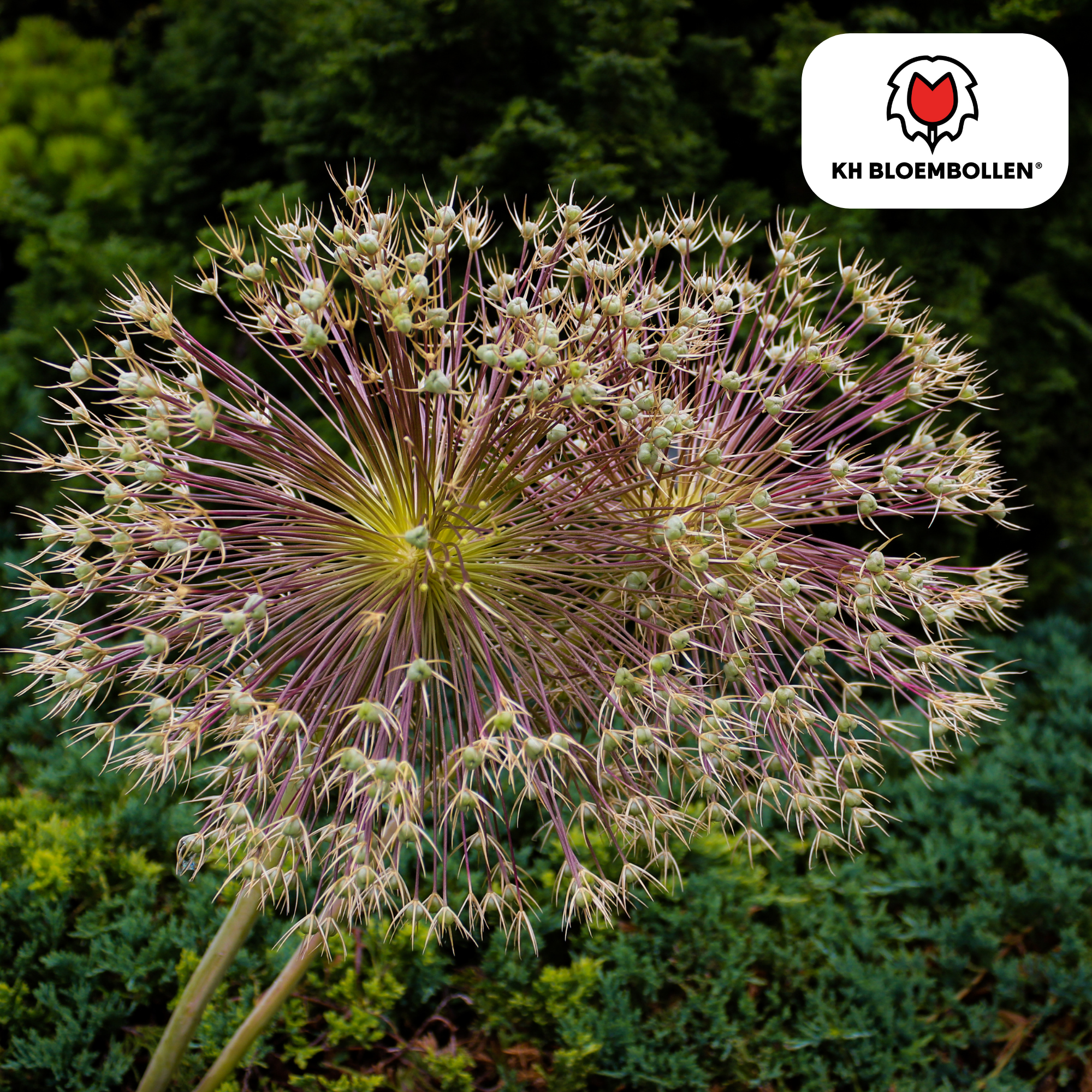 Zierlauch - Allium Schubertii 5 Stück