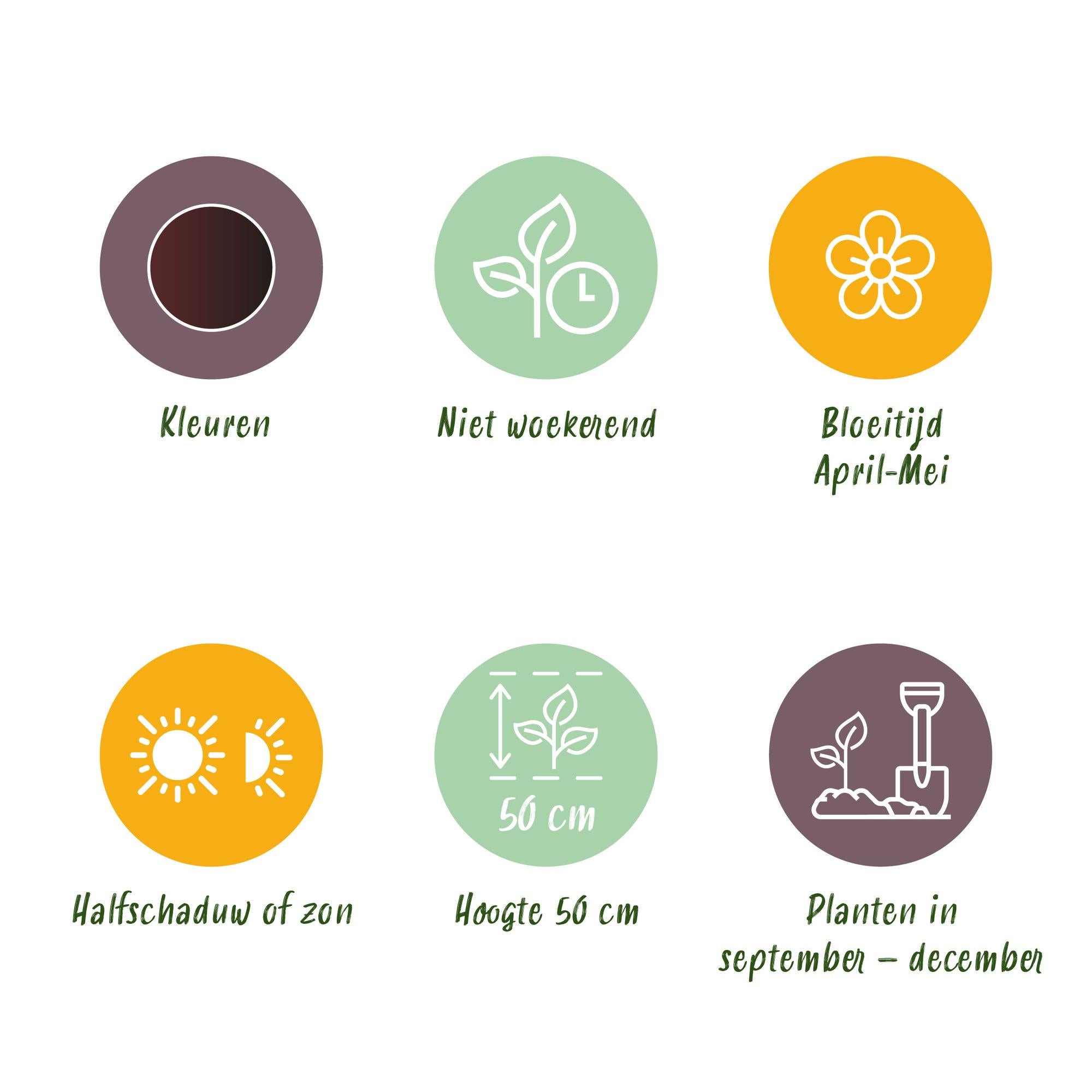 Tulpen - Tulipa Triumph Black - Farbe Dunkel Lila - 12 Stück - Zwiebelgröße 11/12 - XXL Pack