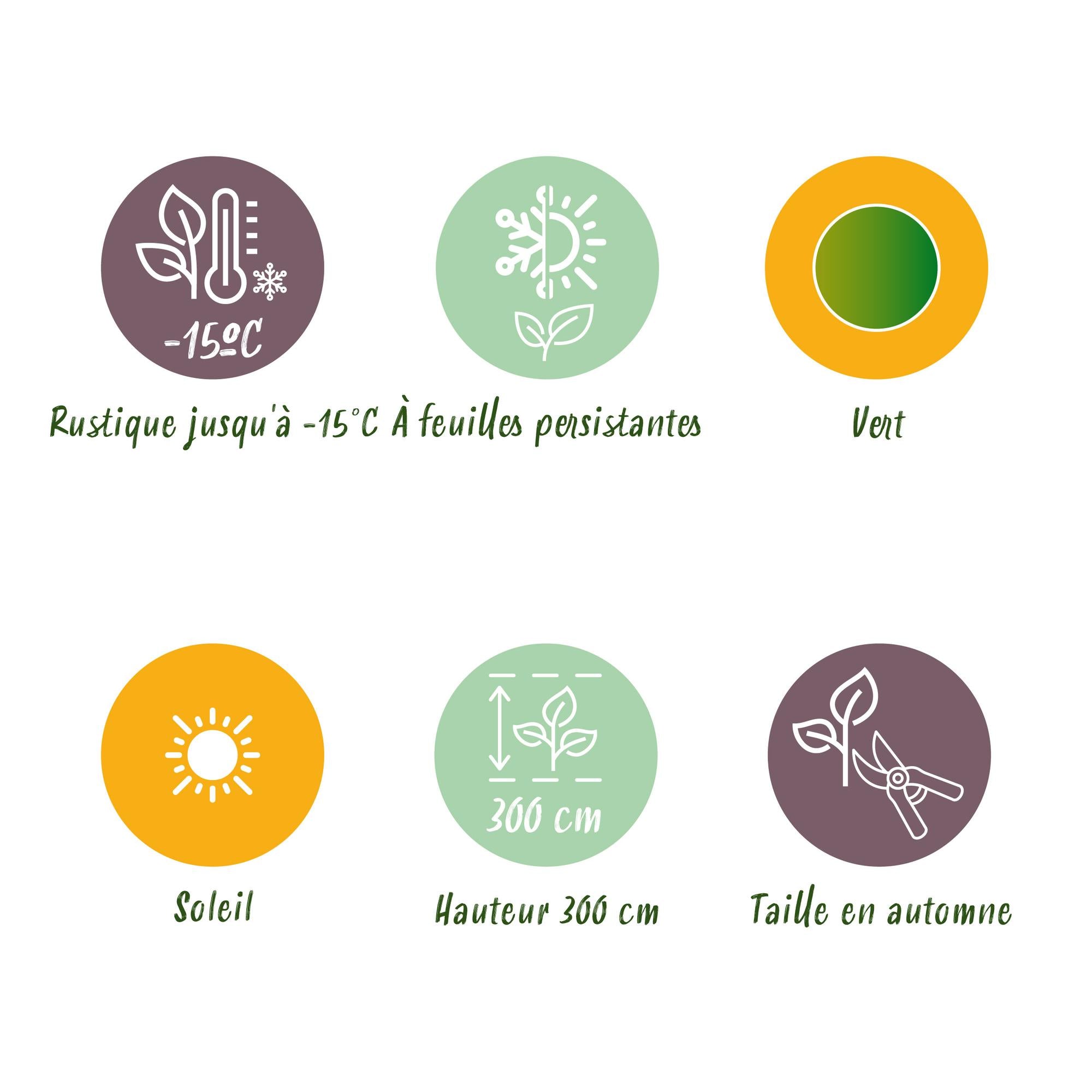 Japanische Faserbanane - Bananenpflanze Musa Basjoo - Winterhart - 2 Pflanzen - Topf 17cm Höhe 40cm