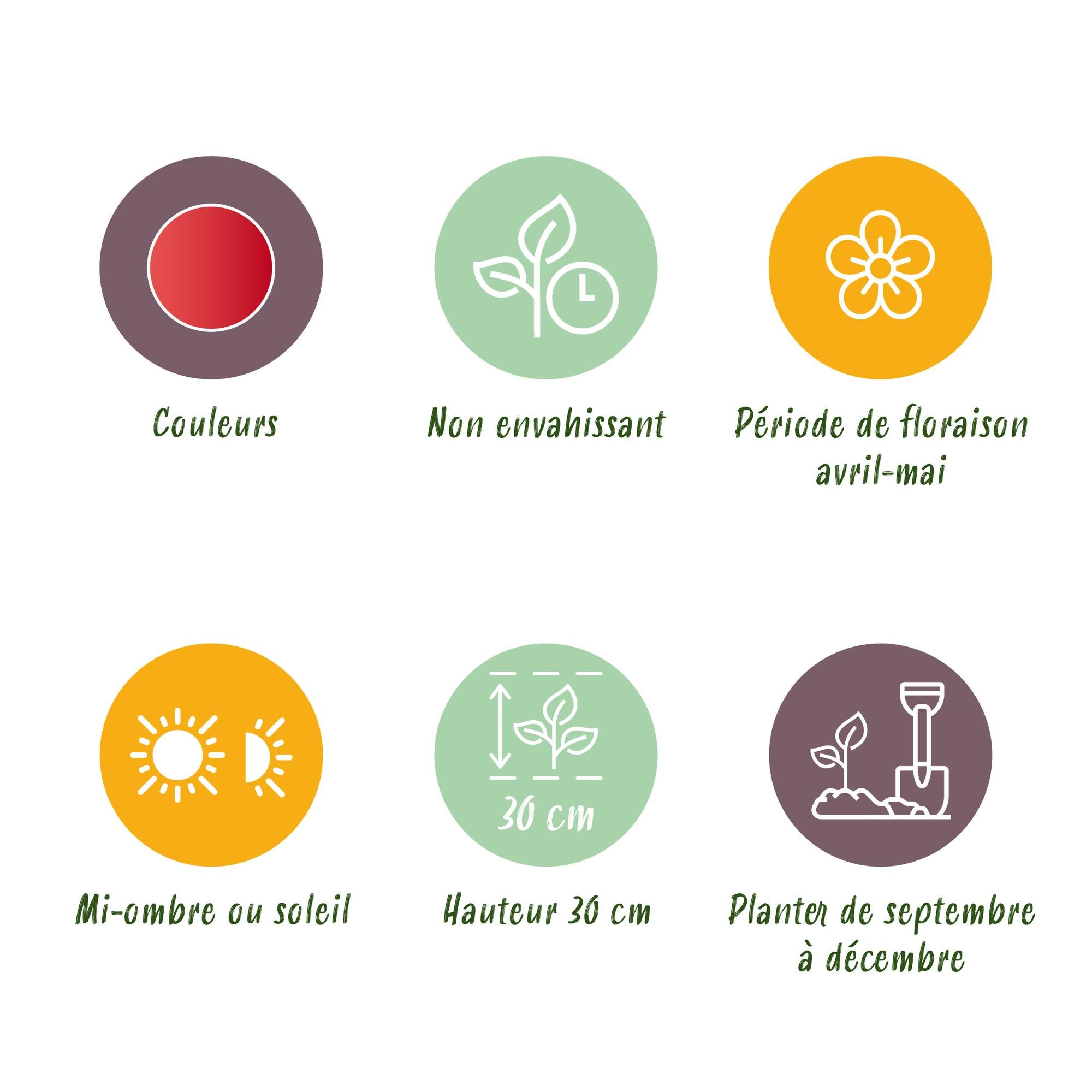 Tulpen - Tulipa Greigii Red - Farbe Rot - 15 Stück - Zwiebelgröße 11/12 - XXL Pack