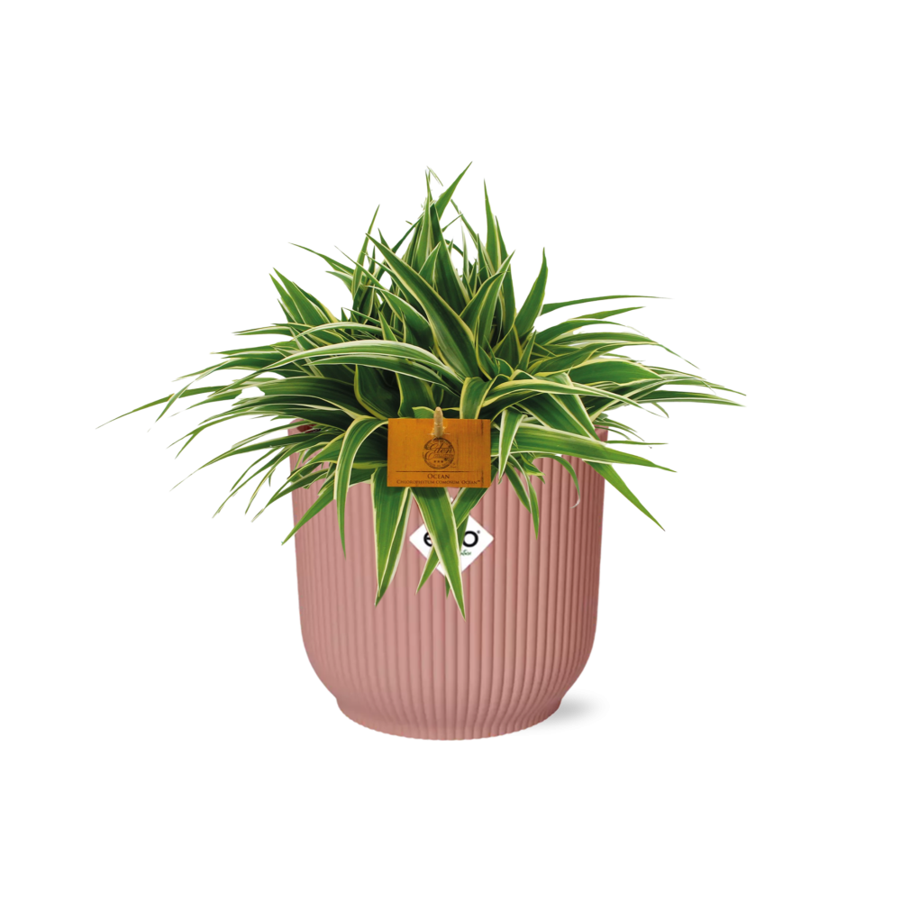 Grünlile - Chlorophytum Ocean - 15cm - in ELHO Vibes Fold 16cm - round  delicate pink