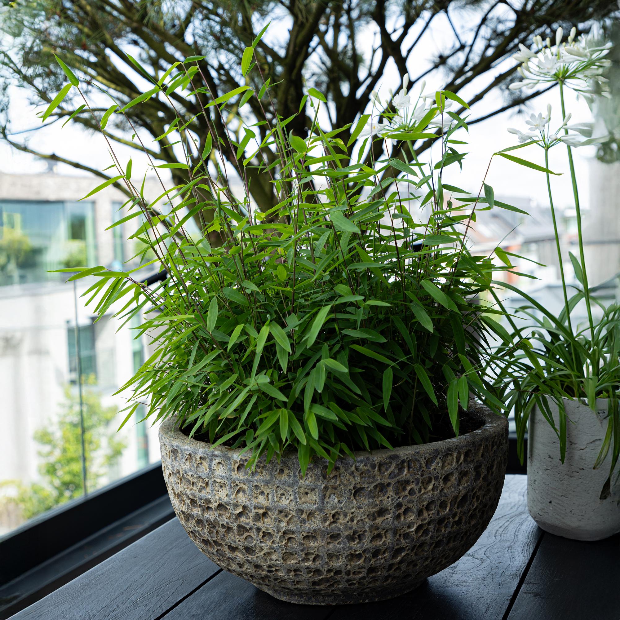 Roter Bambus - Fargesia rufa - Grün - 2 Pflanzen - Immergrün - Nicht Ausbreitend - Topf 17cm Höhe 60cm