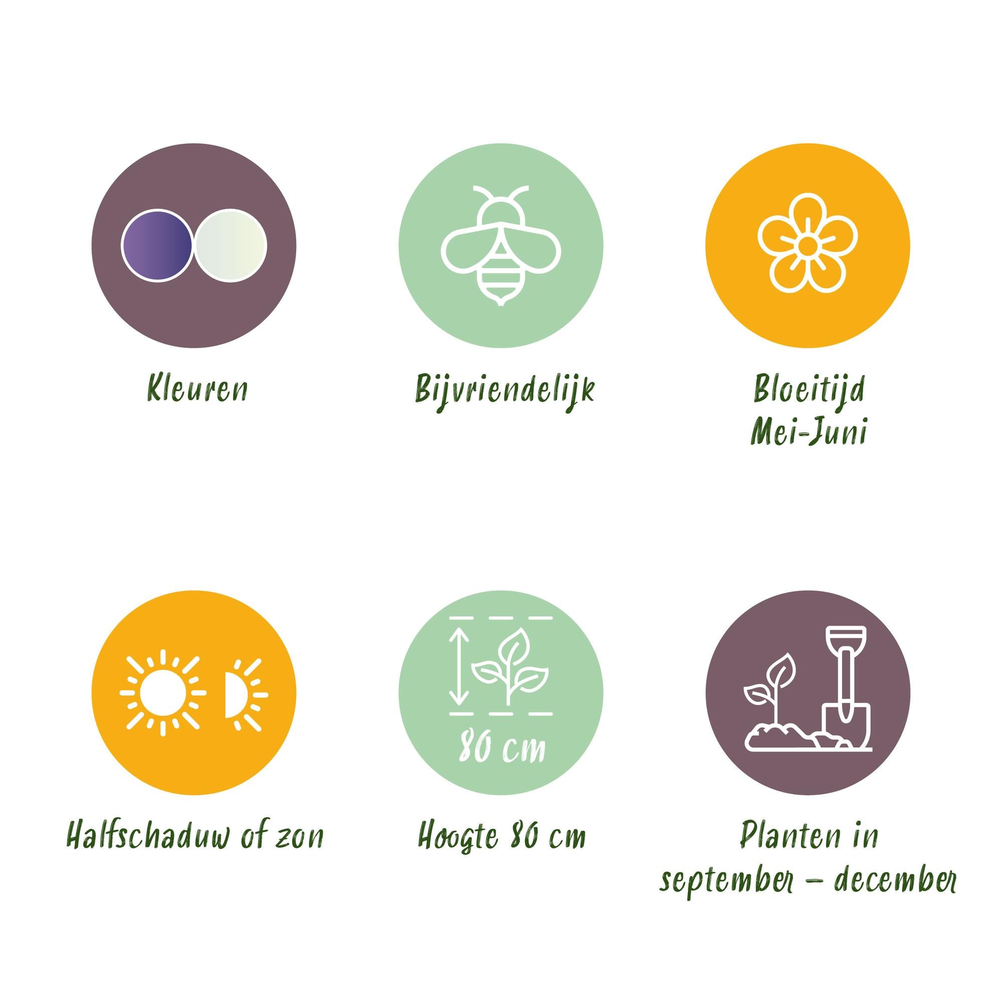 Prärielilie - Mix - Farbe Lila und Weiß - 5 Stück - Zwiebelgröße 12/14 - XXL Pack