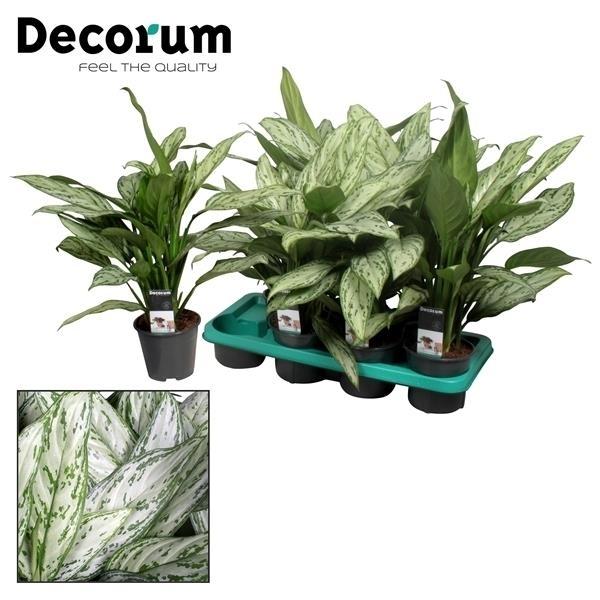 Chinesischer Immergrün - Aglaonema Silver Queen (Decorum) - Ø14cm - ↕45cm