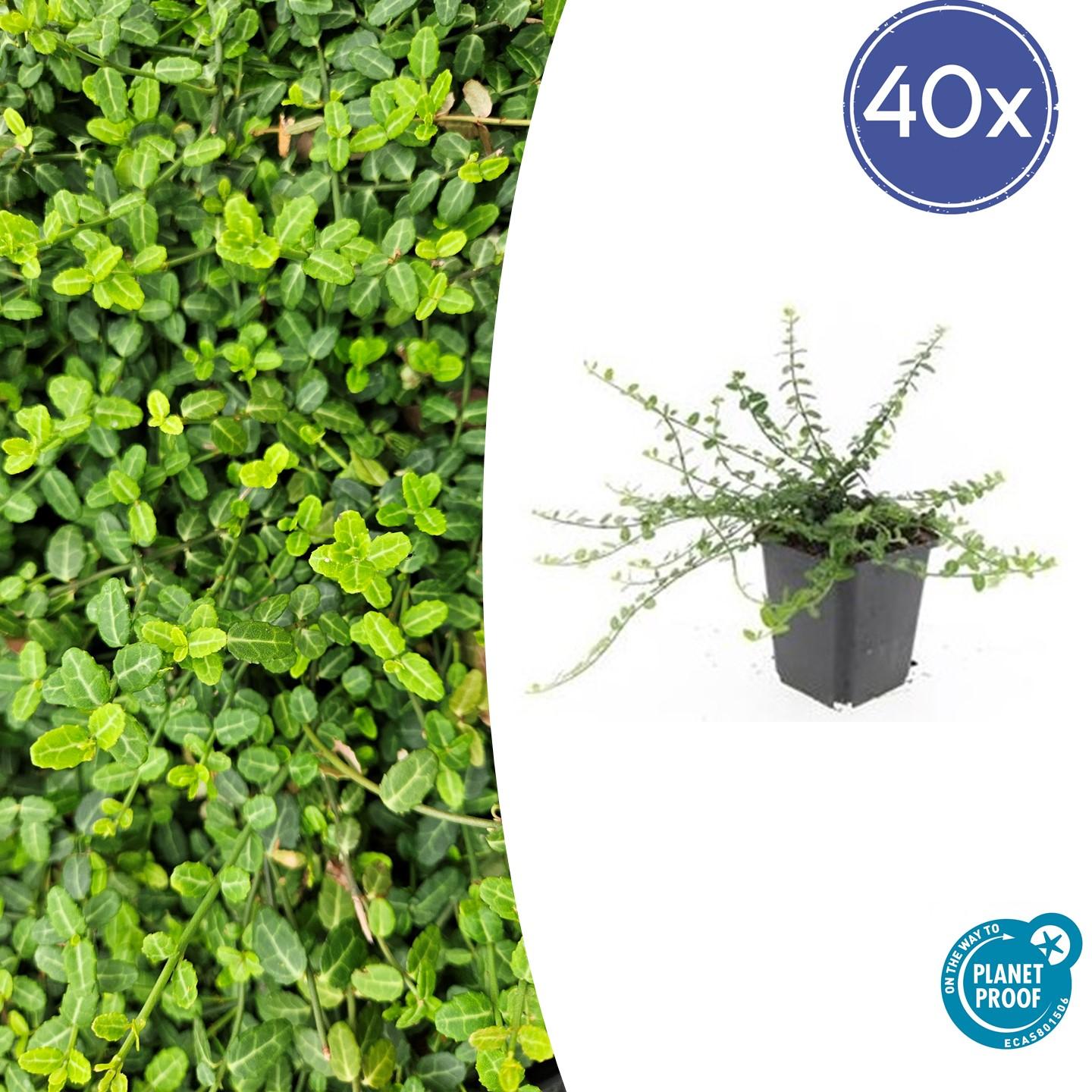 Zwergspindelstrauch - Euonymus fort. 'Minimus' - ↕10-25cm - Ø9cm 40 Stück