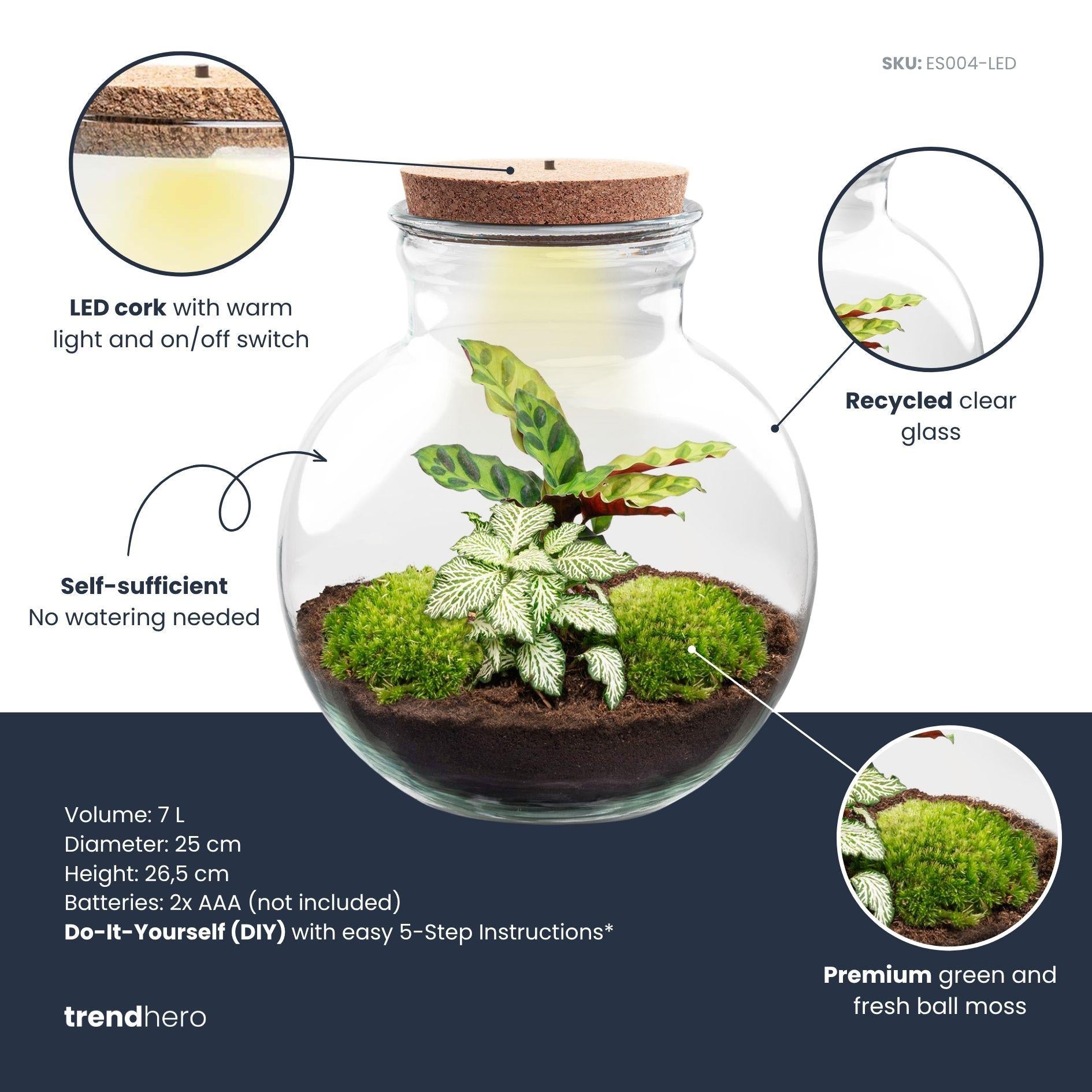 Flaschengarten - Pflanzenterrarium - Teddy - DIY Kit & LED - ↕ 26,5 cm - Calathea Lancifolia – Fittonia White Tiger