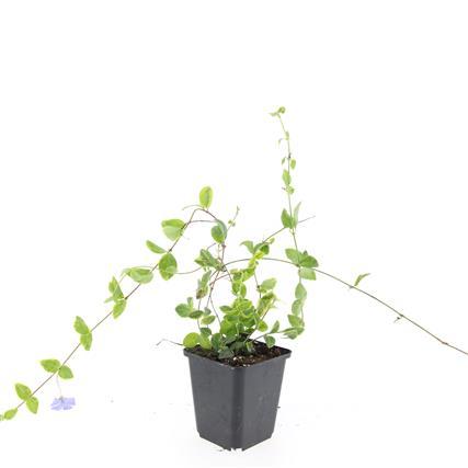 Kleines Immergrün - Vinca minor 'Blue and Gold' - ↕10-25cm - Ø9cm 48 Stück