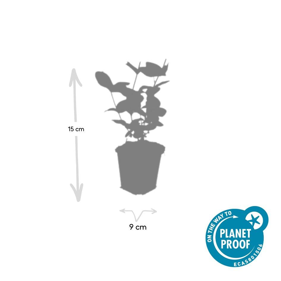 Johanniskraut - Hypericum inodorum 'Beauty' - ↕10-25cm - Ø9cm 48 Stück