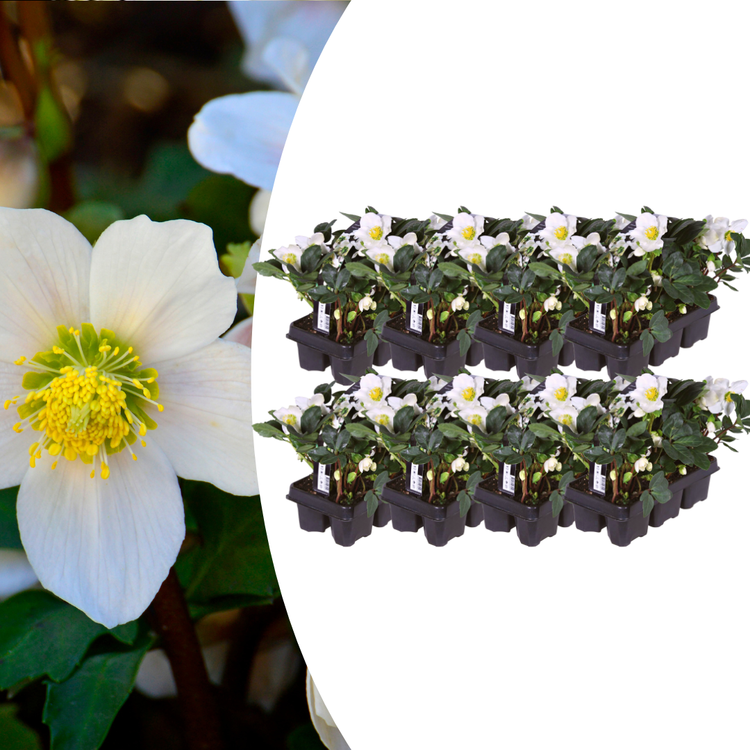 Christrosen Set - Helleborus niger ‘Christmas Carol’ – 48 Christrosen im Set (8 x Sixpack)