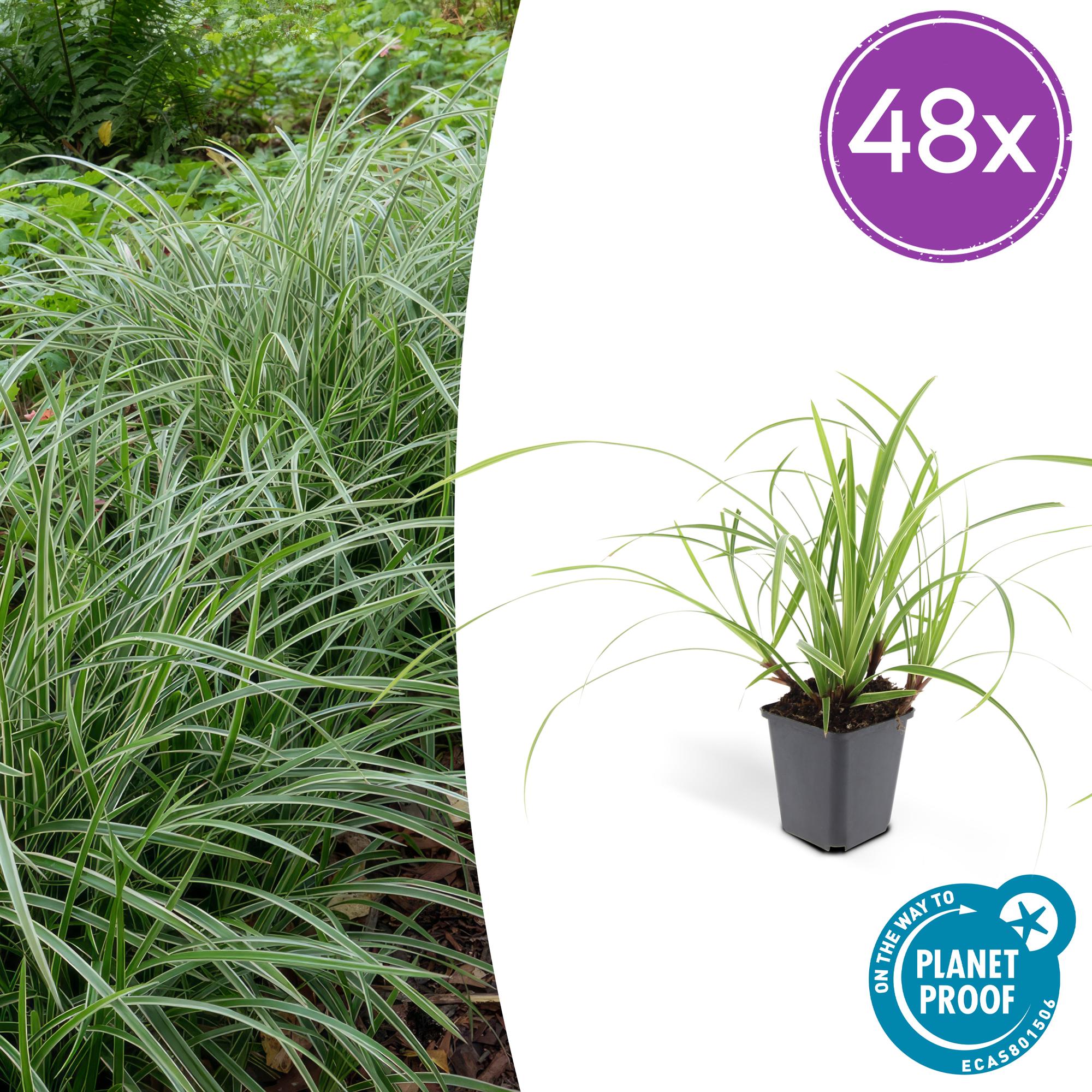 Japansegge - Carex morrowii 'Ice Dance' - ↕10-25cm - Ø9cm 48 Stück
