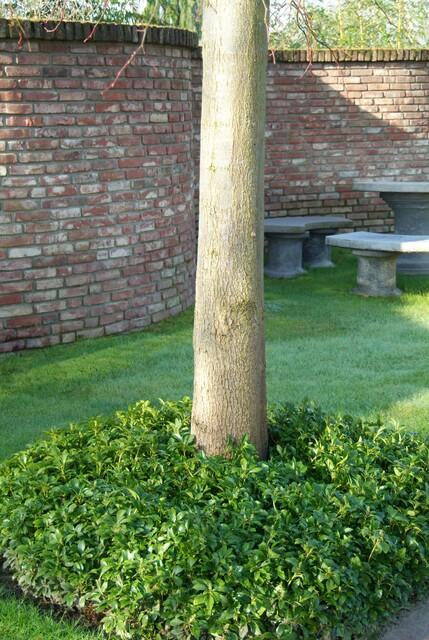 Dickmännchen - Pachysandra terminalis - ↕10-25cm - Ø9cm 24 Stück