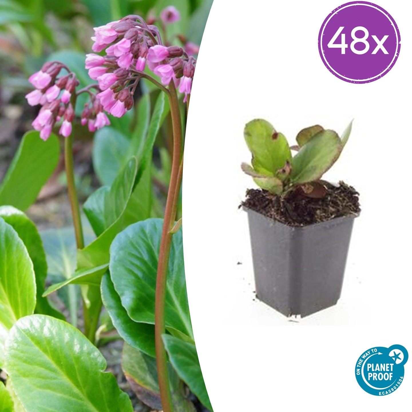 Herzblattbergenie - Bergenia cordifolia 'Herbstblüte'  - ↕10-25cm - Ø9cm 48 Stück