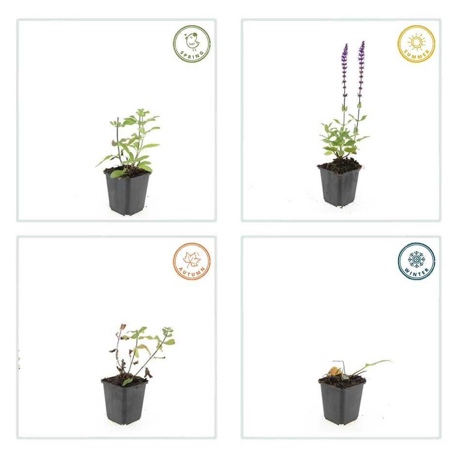 Steppensalbei - Salvia nem. 'Caradonna' - ↕10-25cm - Ø9cm 48 Stück