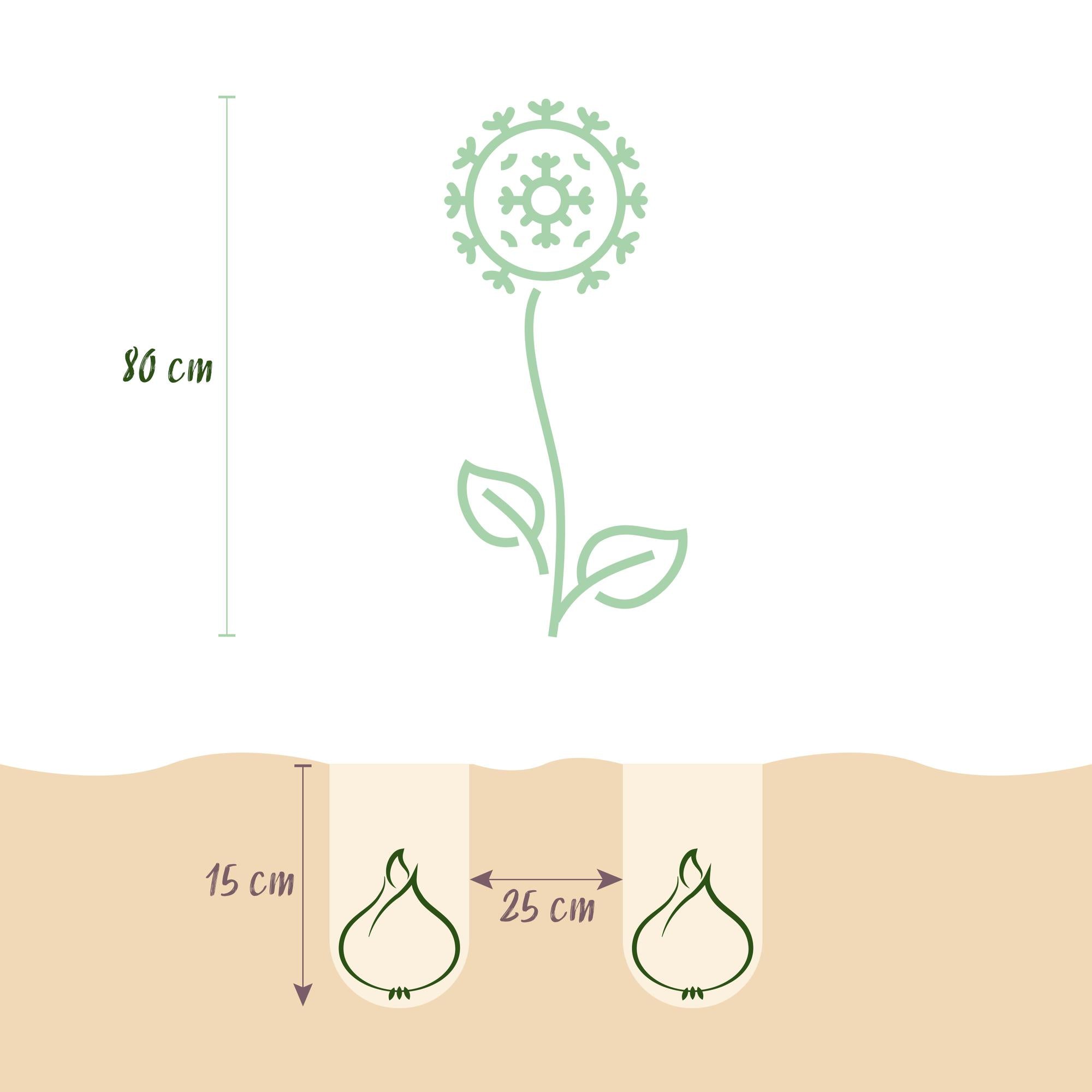 Zierlauch - Blumenzwiebeln - Allium Sphaerocephalon - Farbe Purpurrot - 100 Stück - Zwiebelgröße 5/6 - XXL Pack
