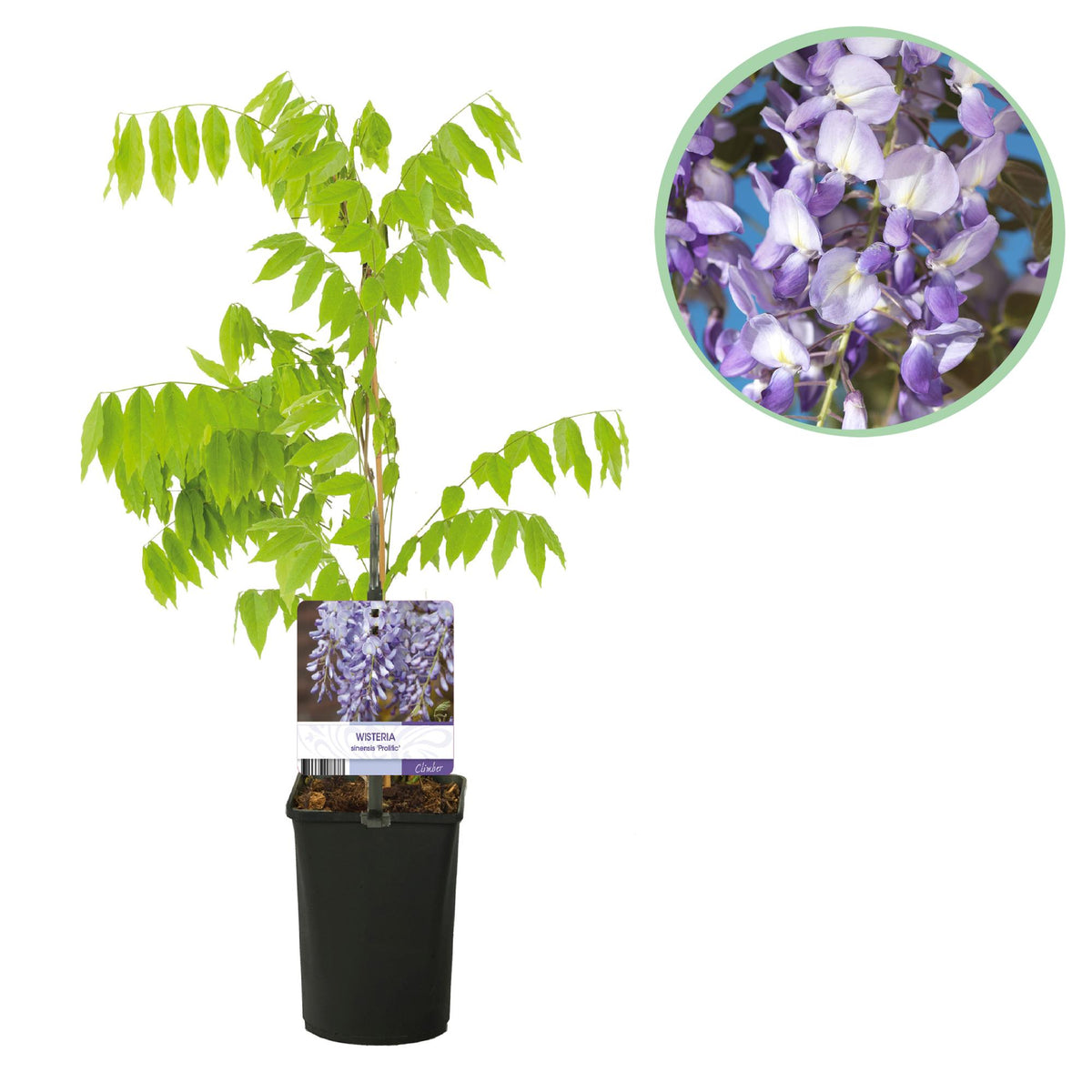 Japanischer Blauregen - Wisteria floribunda Prolific - Blüte Blau