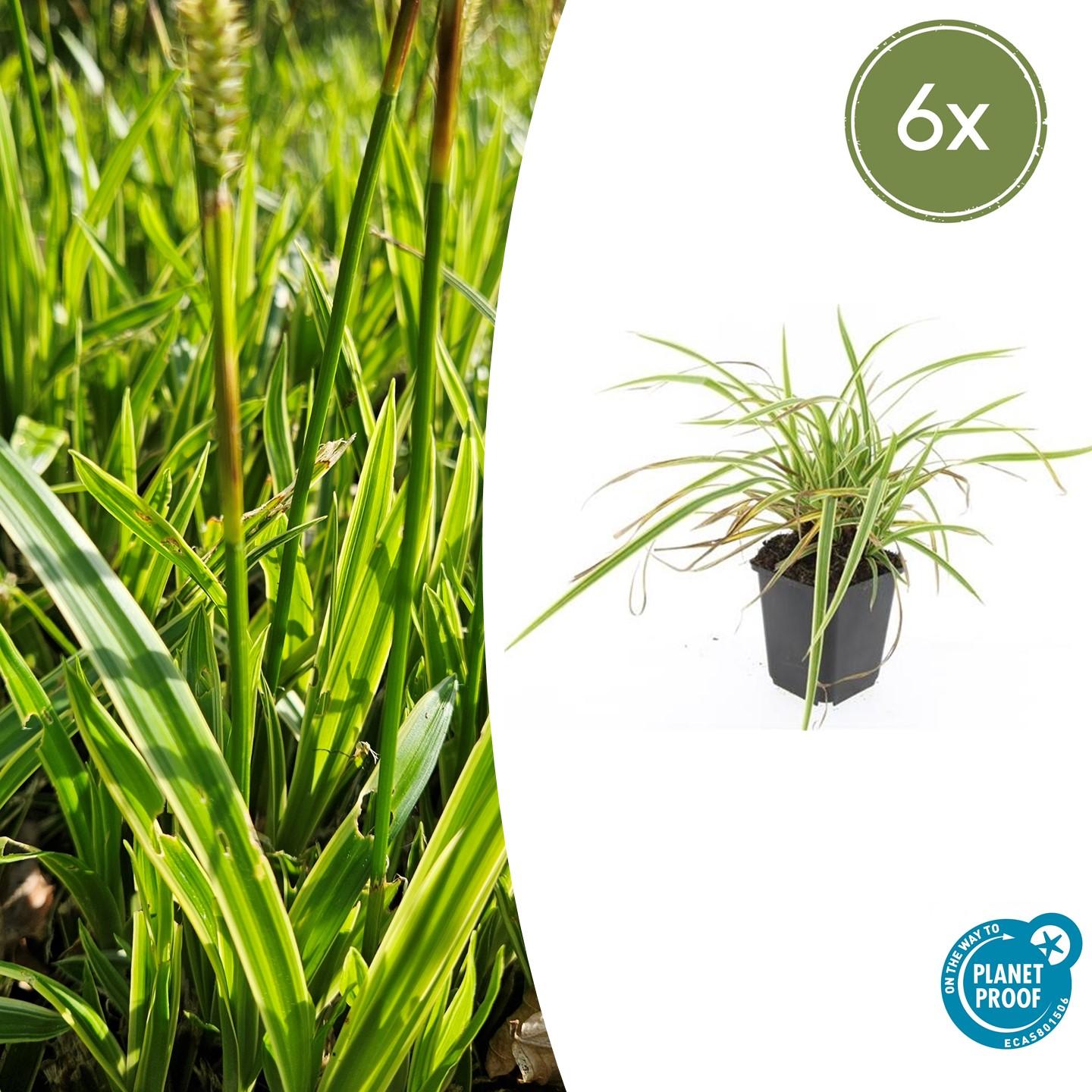 Ziergras Goldrandsegge - Carex morrowii 'Aureovariegata'  - ↕10-25cm - Ø9cm 6 Stück
