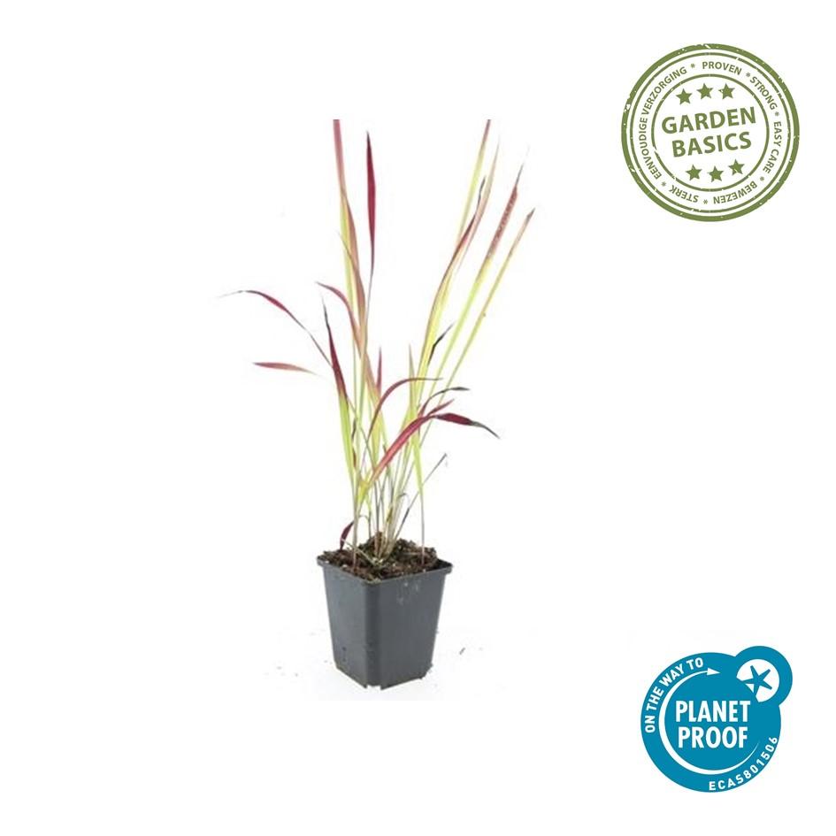 Japanisches Blutgras - Imperata cylindrica 'Red Baron' - ↕10-25cm - Ø9cm 48 Stück