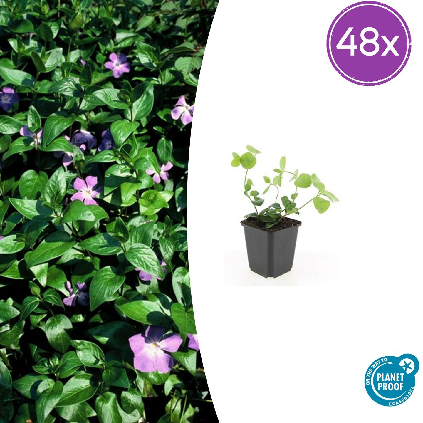 Großes Immergrün - Vinca major - ↕10-25cm - Ø9cm 48 Stück