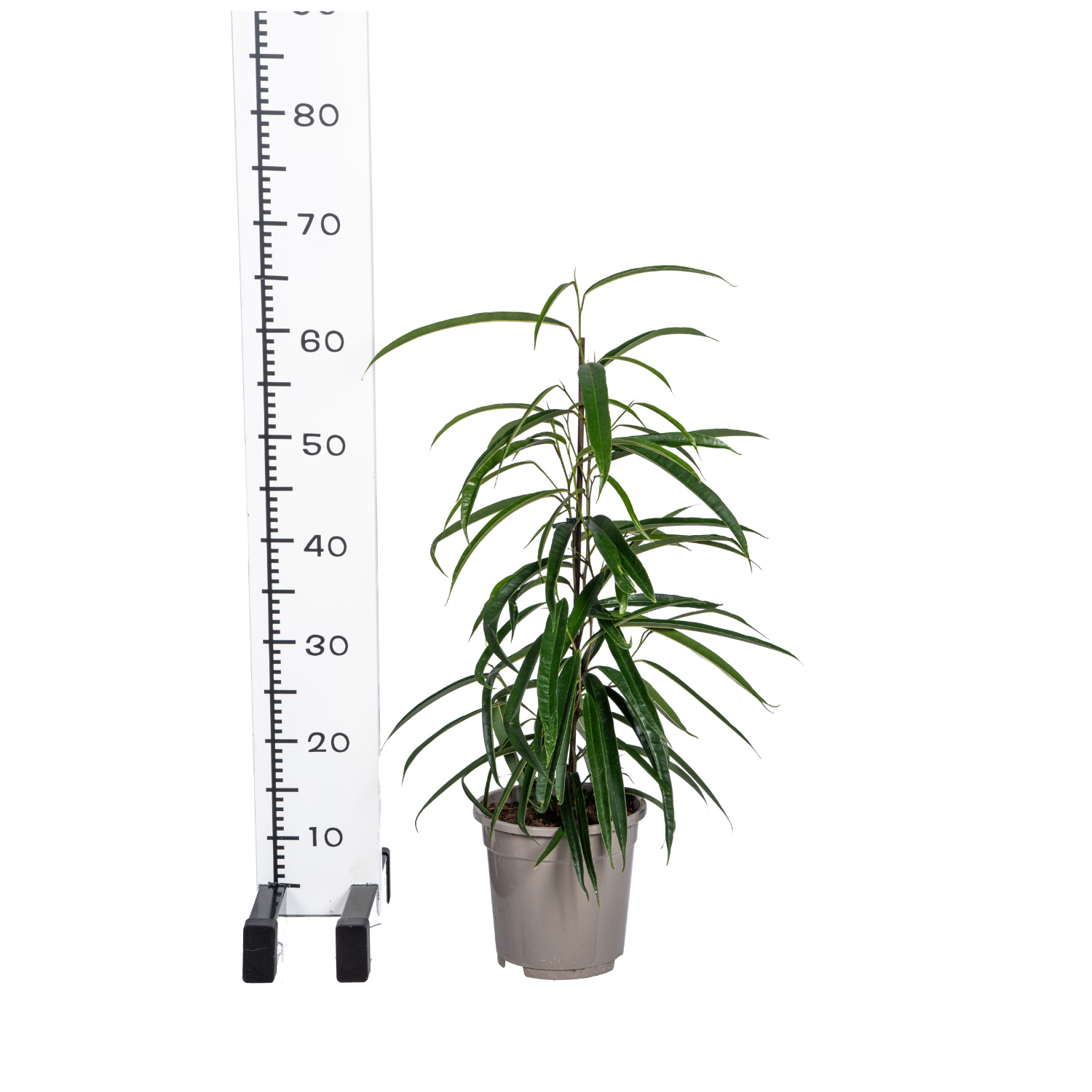 Schmalblättrige Birkenfeige - Ficus Binnendijkii Alii Ø17cm - ↕60 - 80cm
