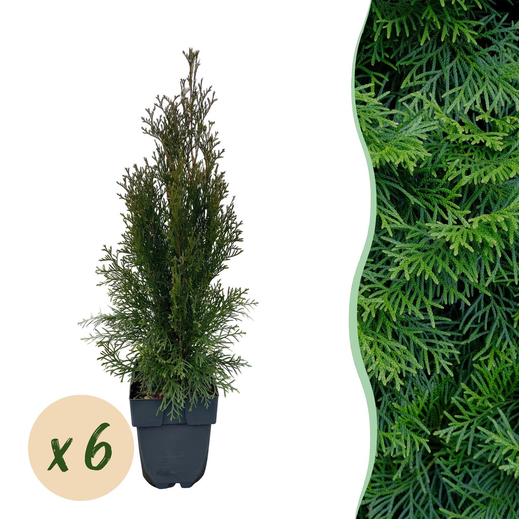 Lebensbaum - Thuja occidentalis Smaragd - Blatt grün - 6 Pflanzen