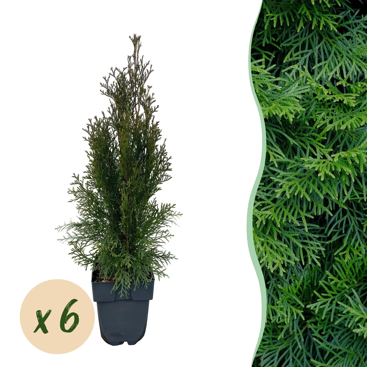 thuja occidentalis smaragd hornbach Lebensbaum - Thuja occidentalis Smaragd - Blatt grün - 6 Pflanzen