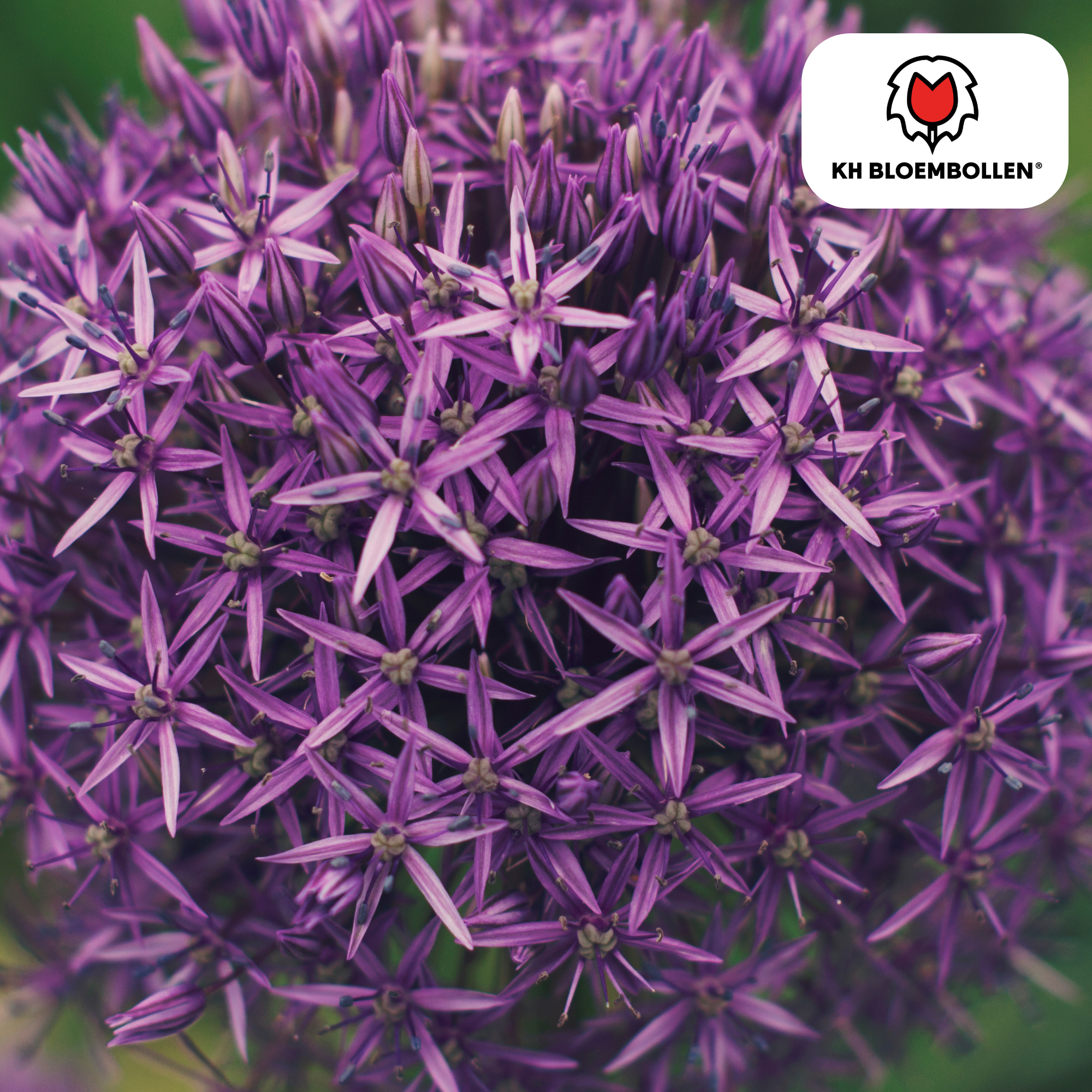 Zierlauch - Allium Globemaster - Blumenzwiebeln 5 Stück