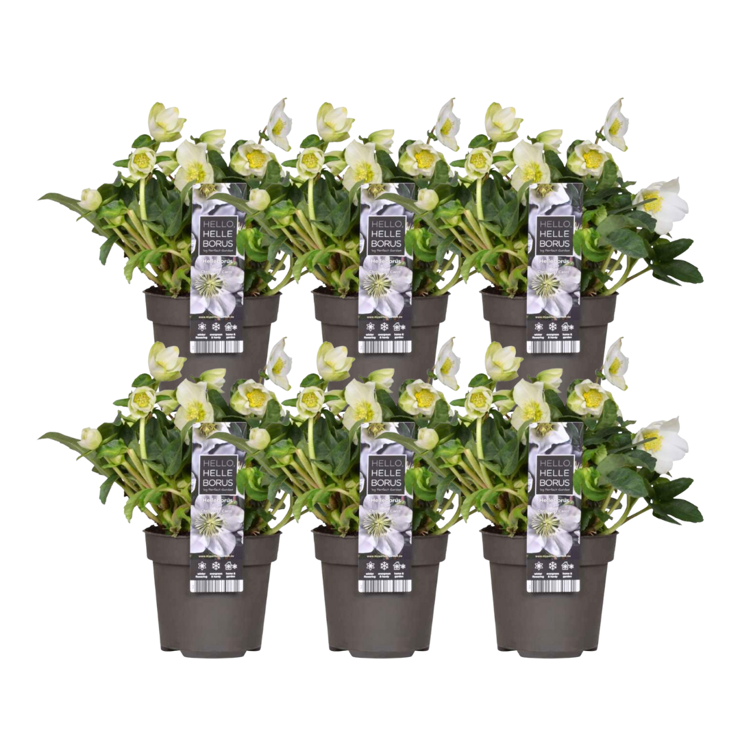 Christrosen Set - Helleborus niger 'Christmas Carol' Pflanzen Ø 12 cm - ↕ 20 cm  6 Stück