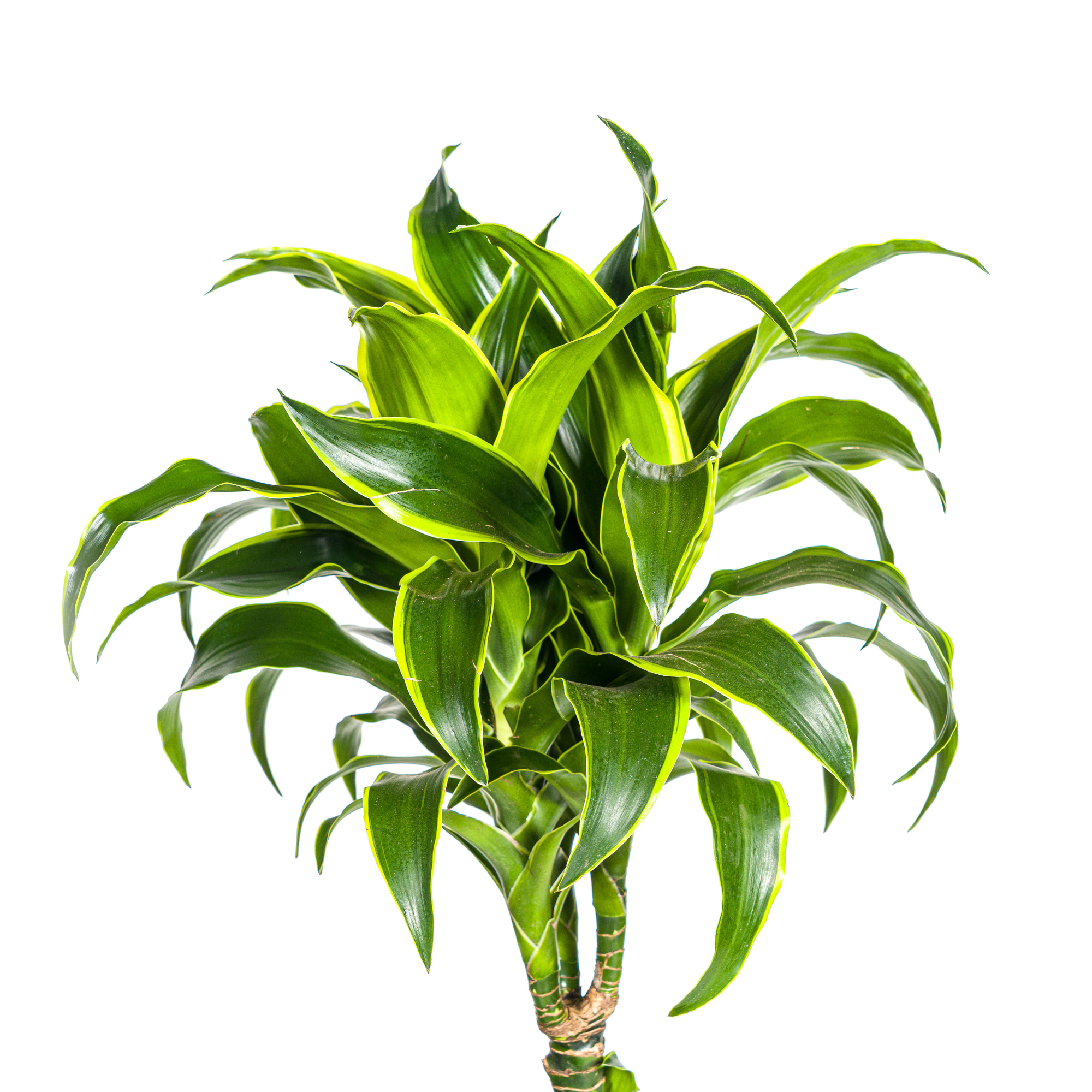 Drachenbaum - Dracaena Deremensis Dorado mit Korb Ø24cm - ↕120 - 140cm