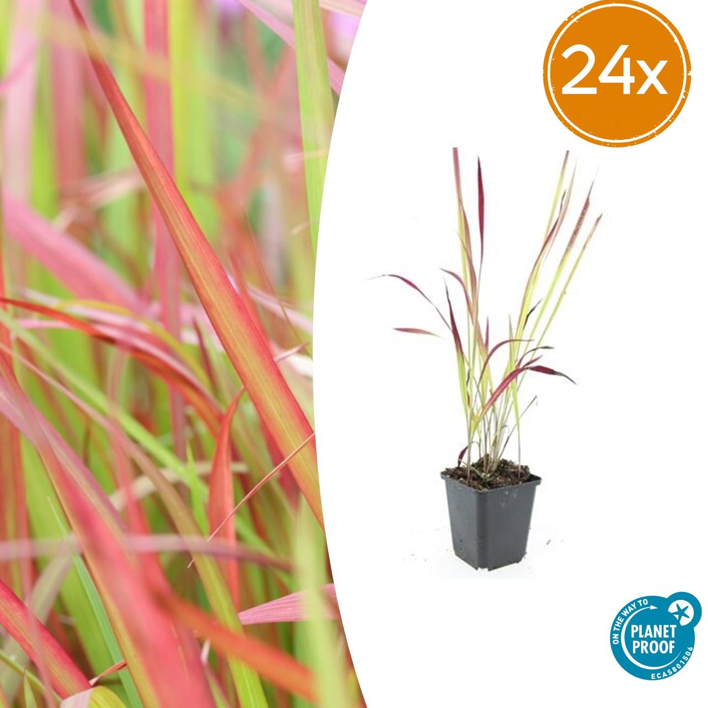 Japanisches Blutgras - Imperata cylindrica 'Red Baron' - ↕10-25cm - Ø9cm 24 Stück