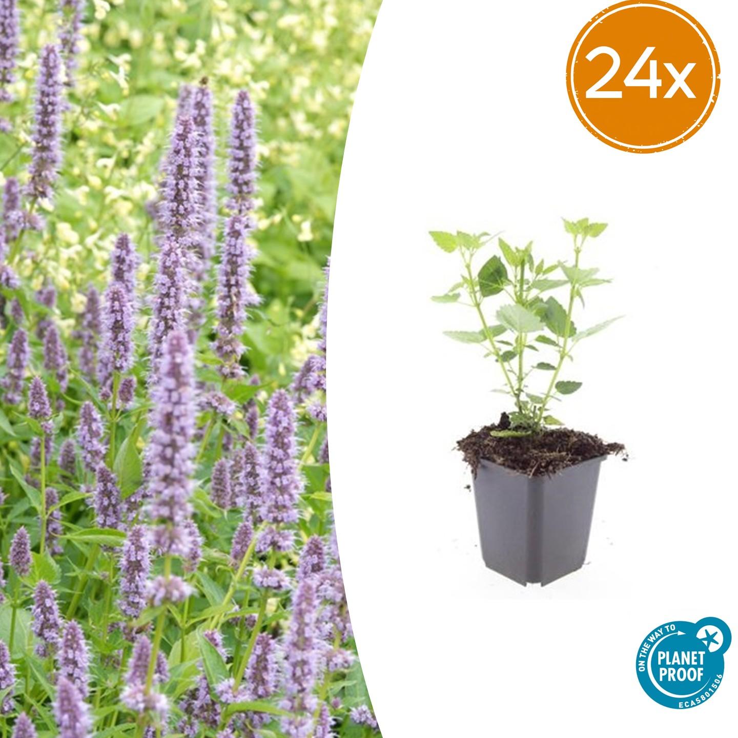 Blaunessel - Agastache 'Blue Fortune' - ↕10-25cm - Ø9cm 24 Stück