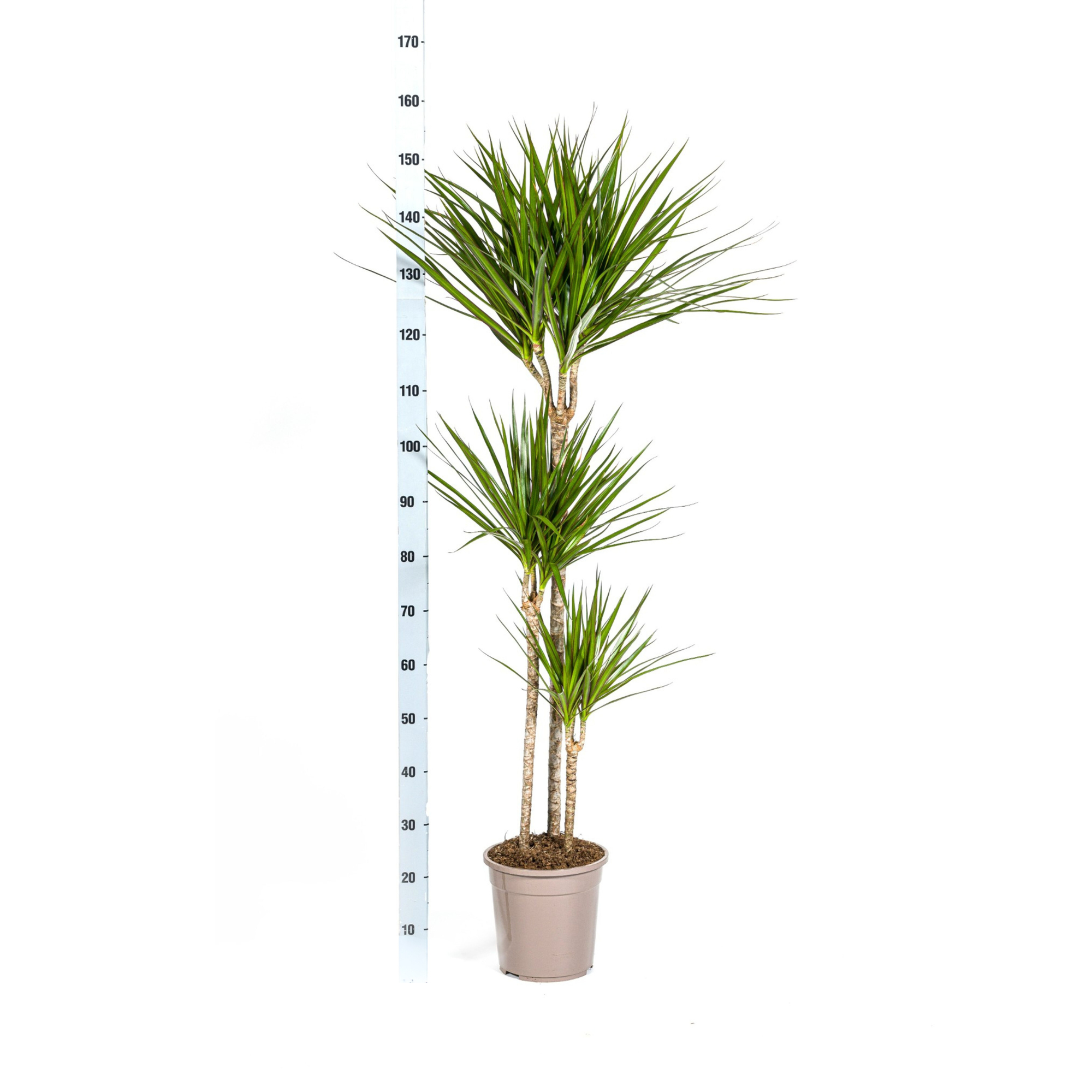 Drachenbaum - Dracaena Marginata Green mit Korb Ø24cm - ↕130 - 150cm
