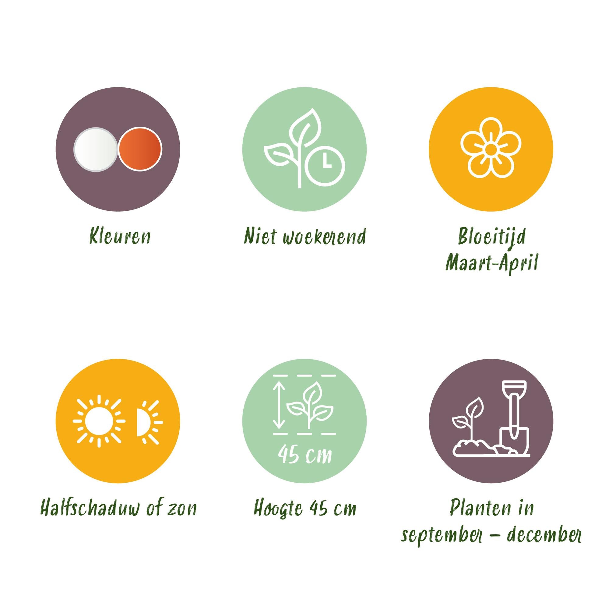 Narzissen - Narcis Replete - Farbe Weiß und Orange - 10 Stück - Zwiebelgröße 10/12 - XXL Pack