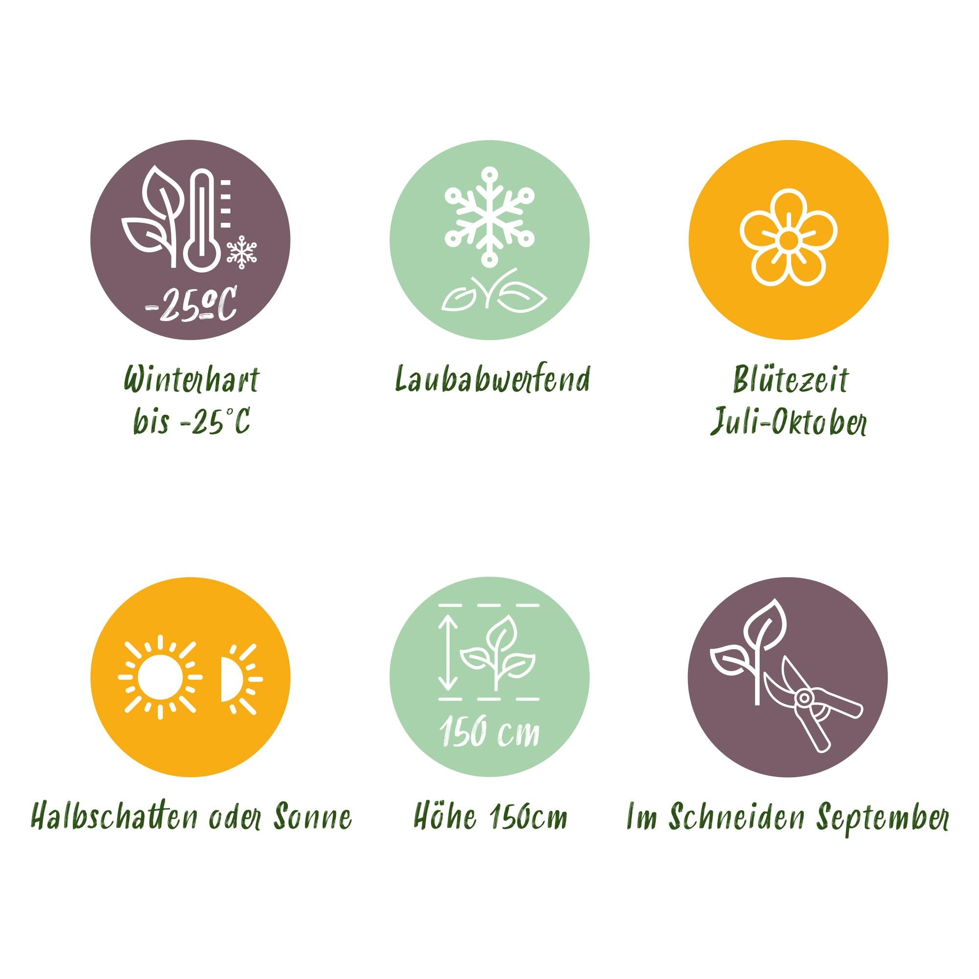 Schneeballhortensie - Hydrangea arborescens Annabelle - Blüte Weiß - 3 Pflanzen - 1 m2 - Laubabwerfend - Große Blüten - Topf 17cm Höhe 50cm