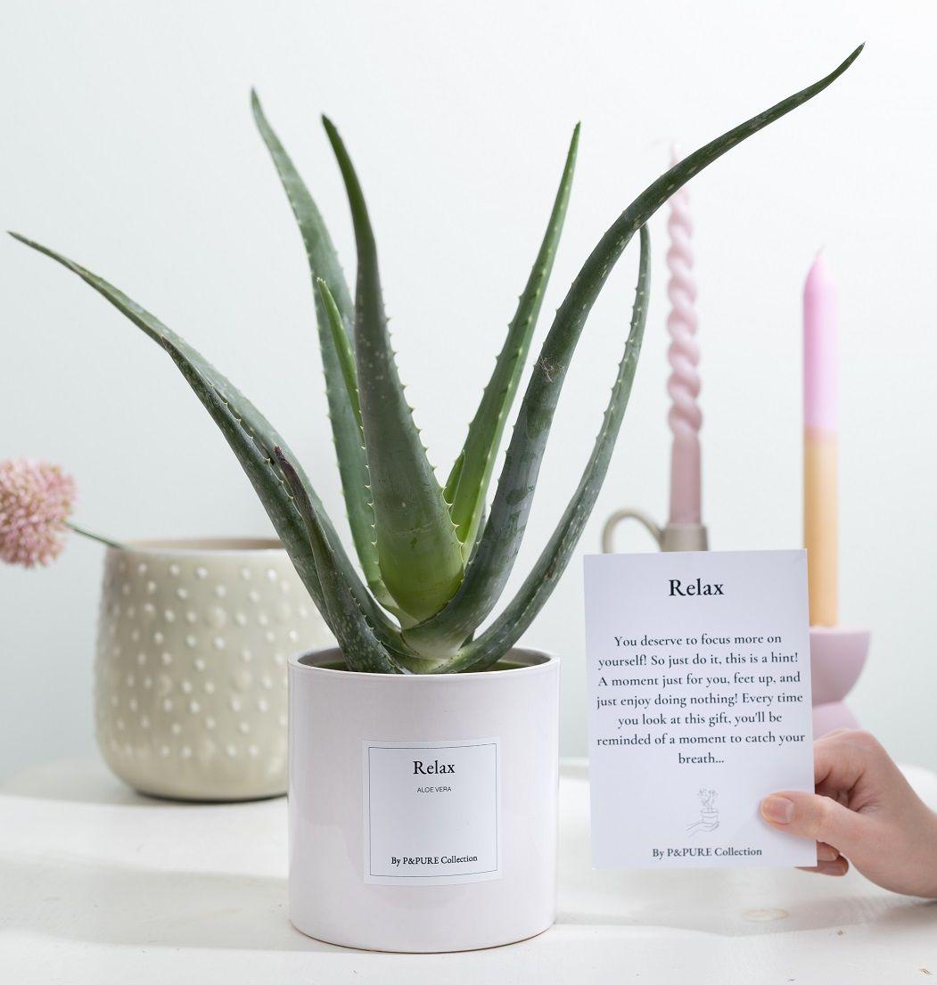 Aloe Vera - Gift "Relax" WITH GREETING CARD! - Ø12cm - ↕40cm