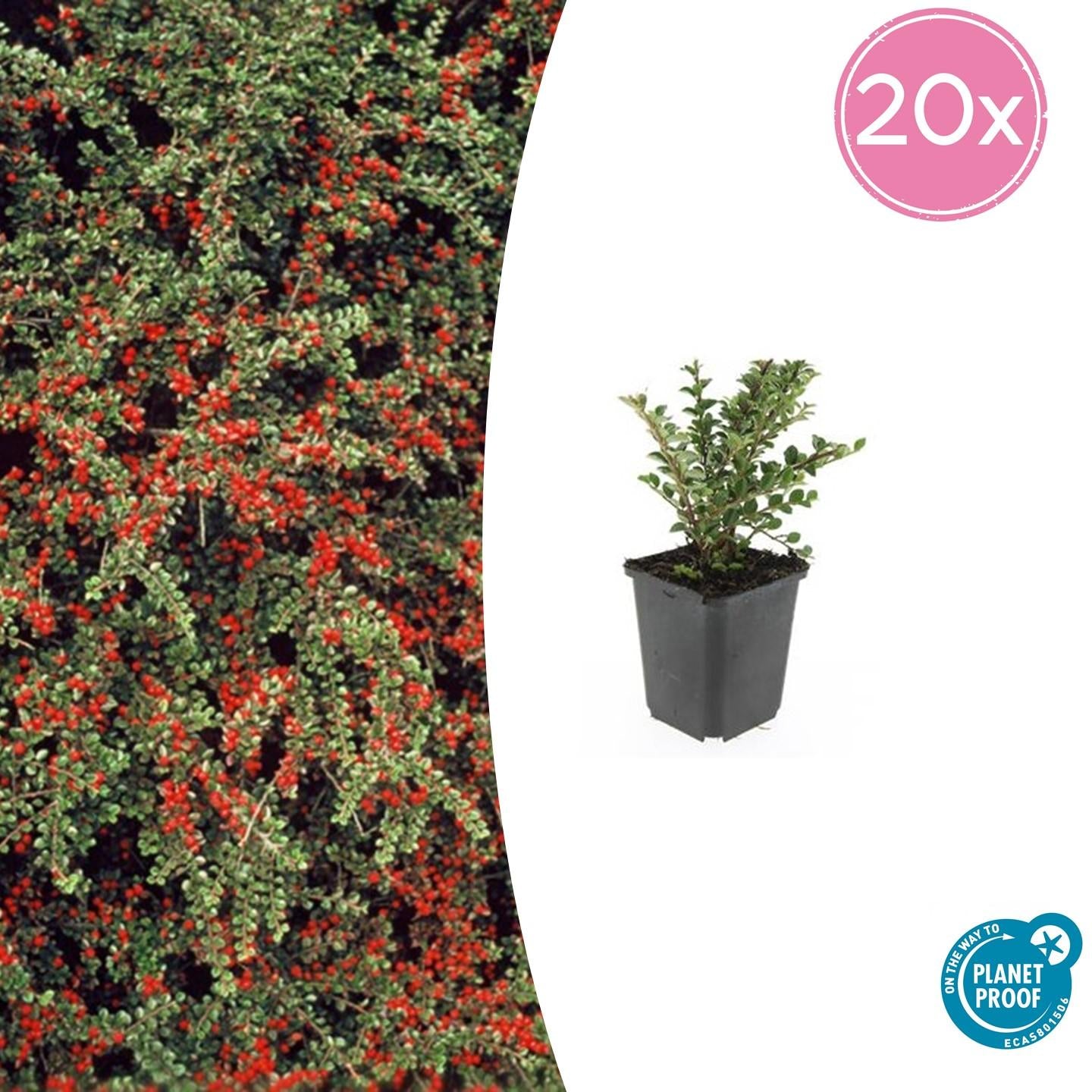 Fächerzwergmispel - Cotoneaster horizontalis - ↕10-25cm - Ø9cm 20 Stück