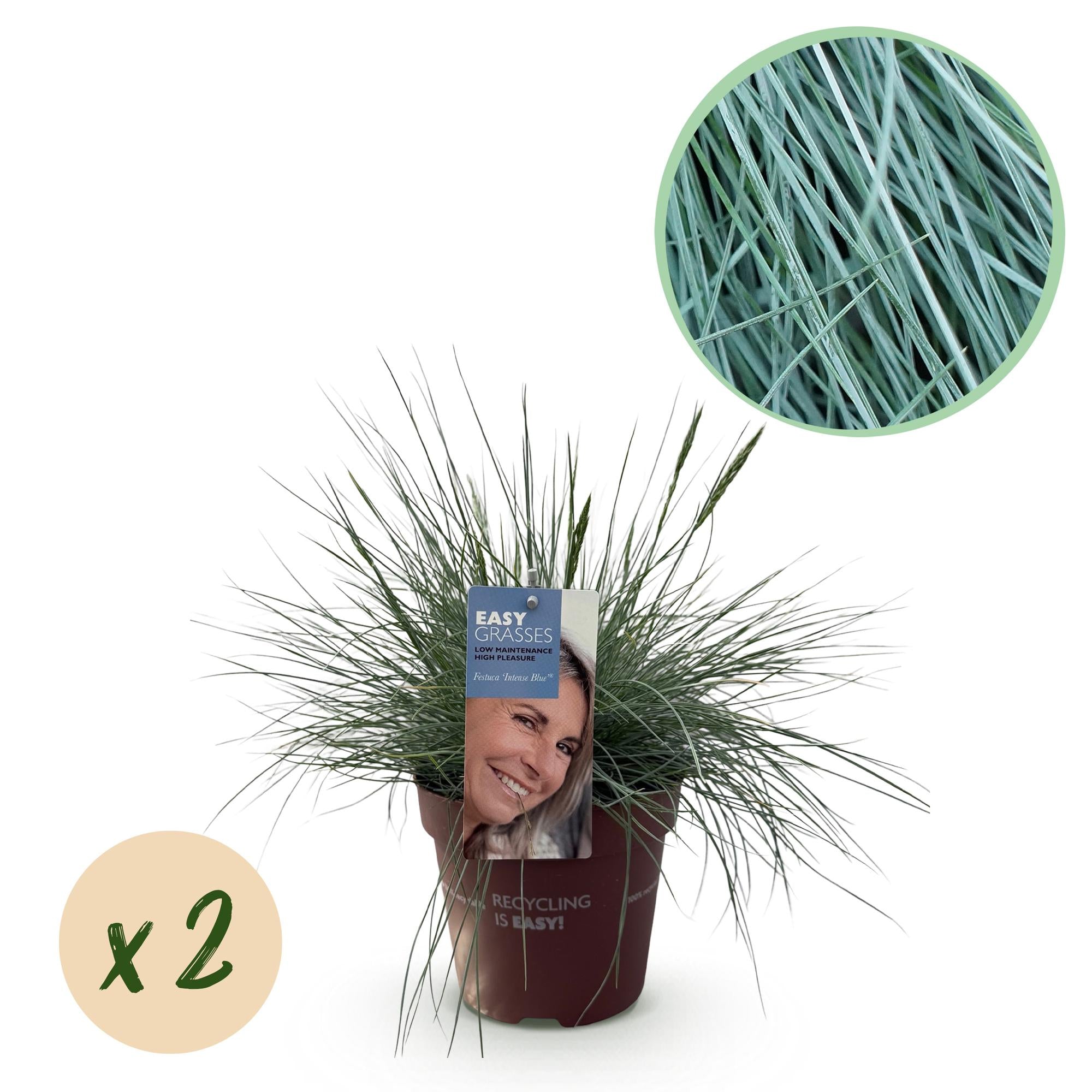Blauschwingel  - Festuca glauca Intense Blue - Blau - 2 Pflanzen - Immergrün - Wenig Pflege - Topf 17cm Höhe 50cm