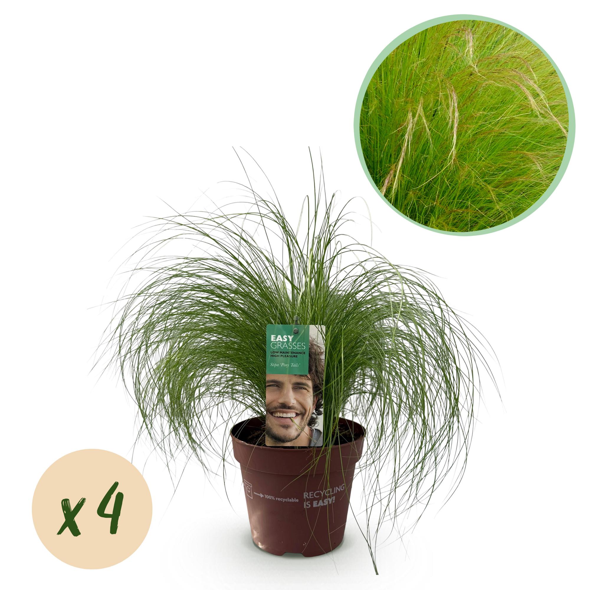 Zartes Federgras - Stipa tenuifolia Ponytails - Grün - 4 Pflanzen - Immergrün - Wenig Pflege - Topf 17cm Höhe 50cm