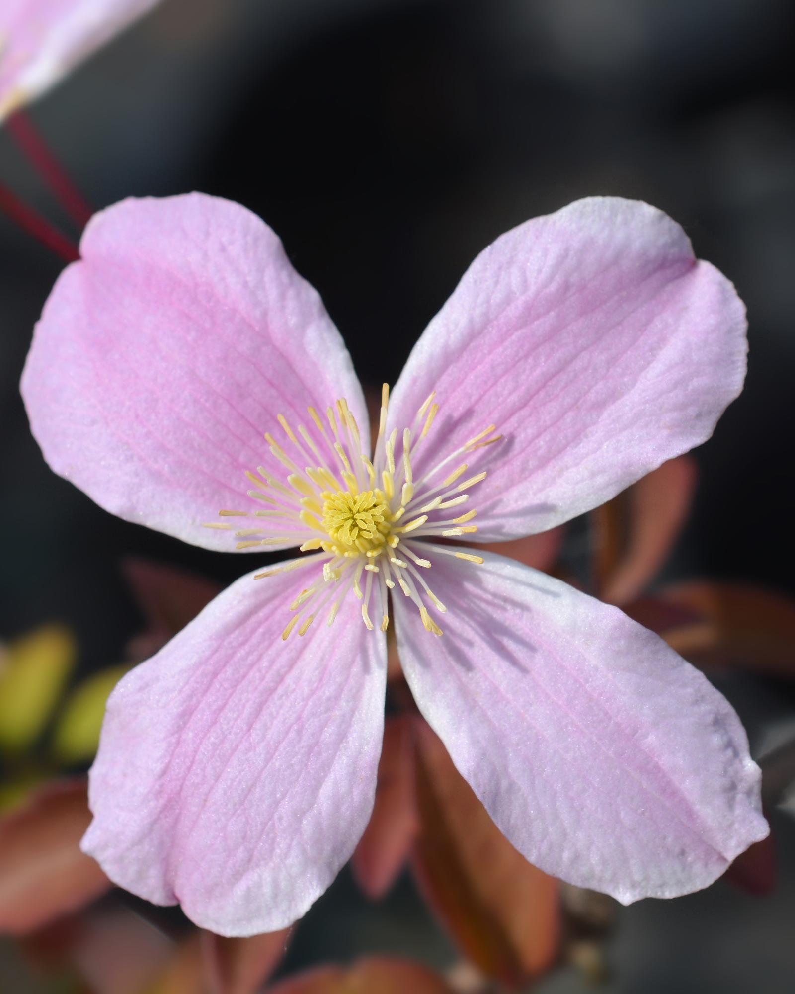 Waldrebe - Clematis Montana 'Fragrant Spring' - ↨65cm - Ø15
