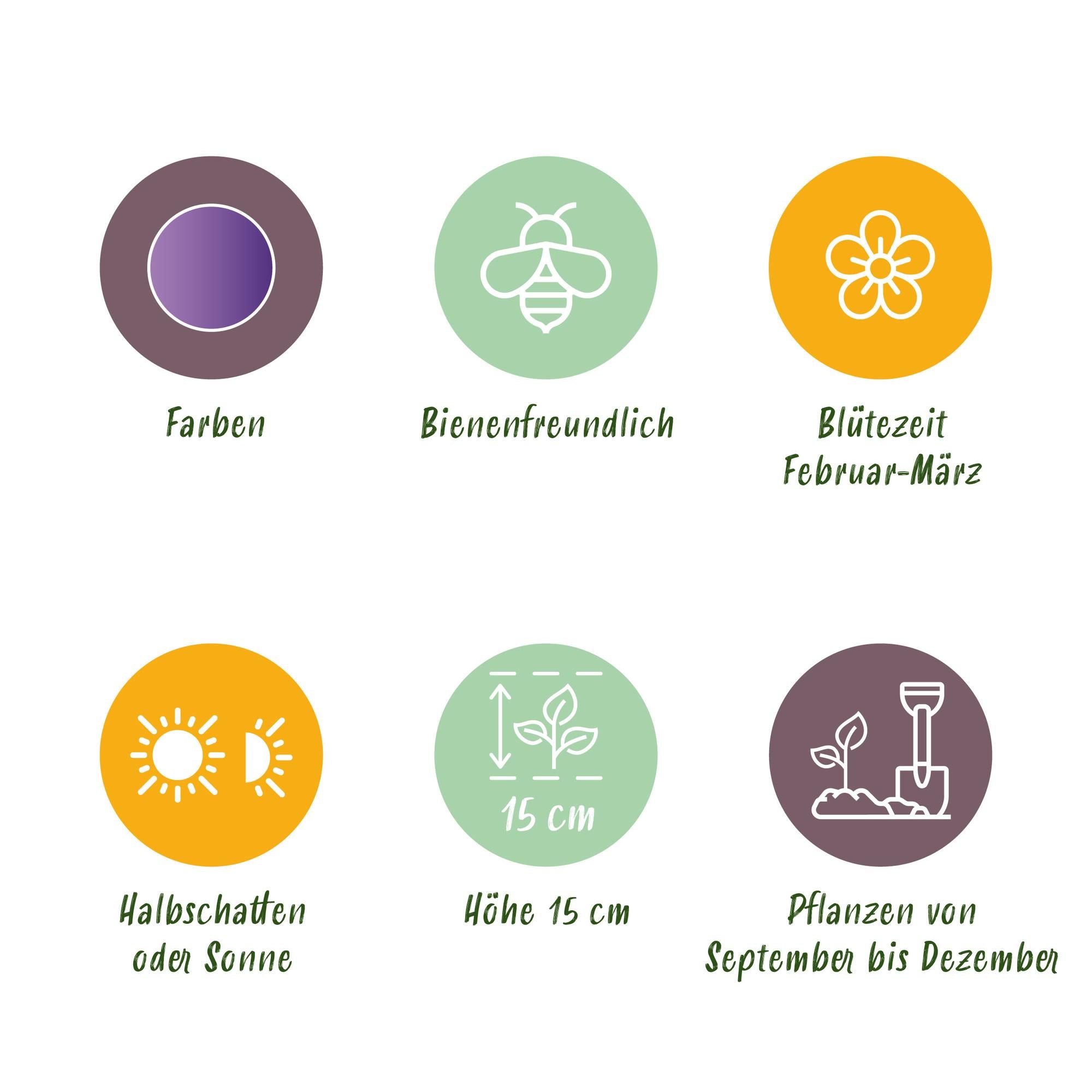 Krokuse - Blumenzwiebeln - Crocus Blue - Farbe Blau - 30 Stück - Zwiebelgröße 7/8 - XXL Pack