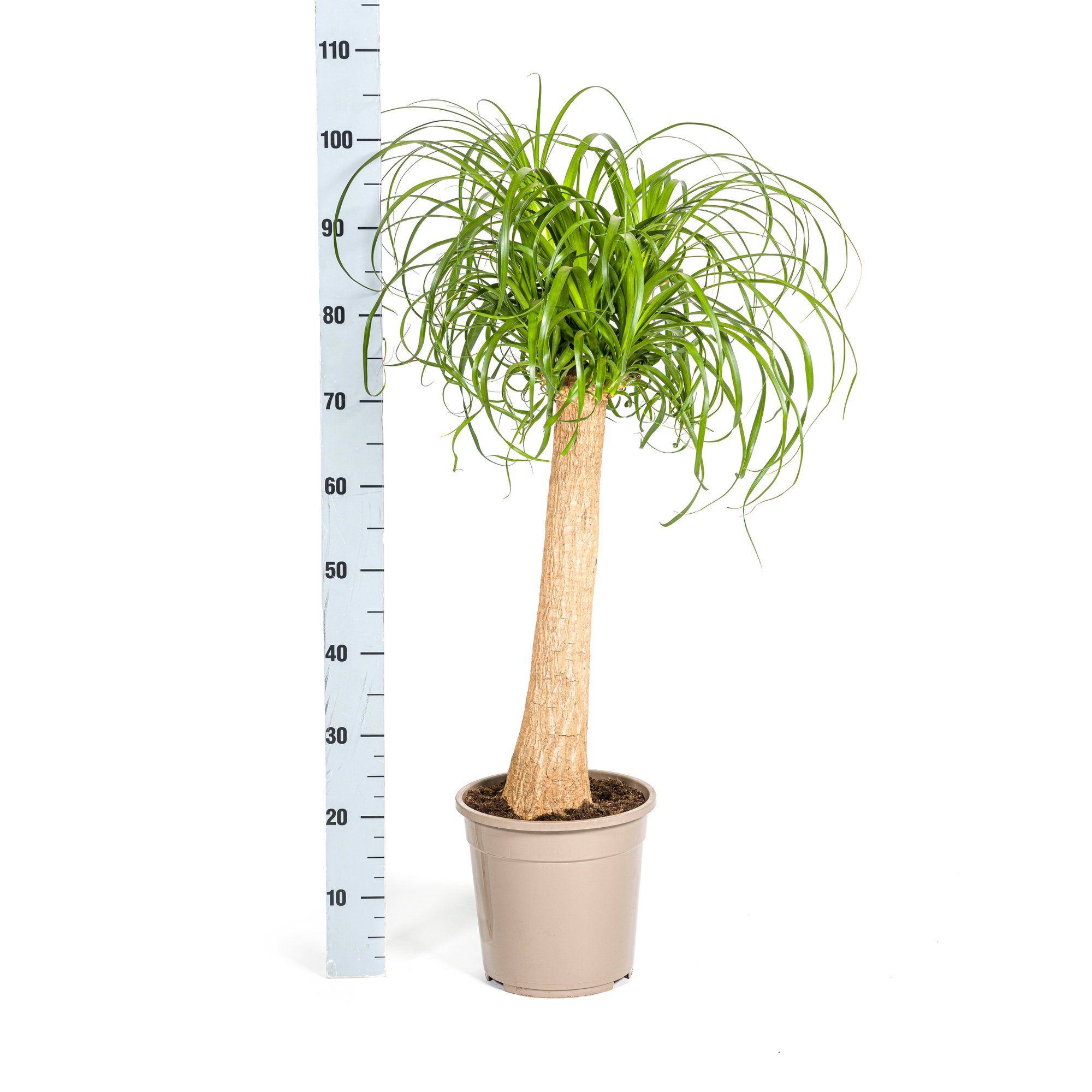 Elefantenfuß - Beaucarnea Recurvata Stamm mit Korb Ø24cm - ↕80 - 100cm