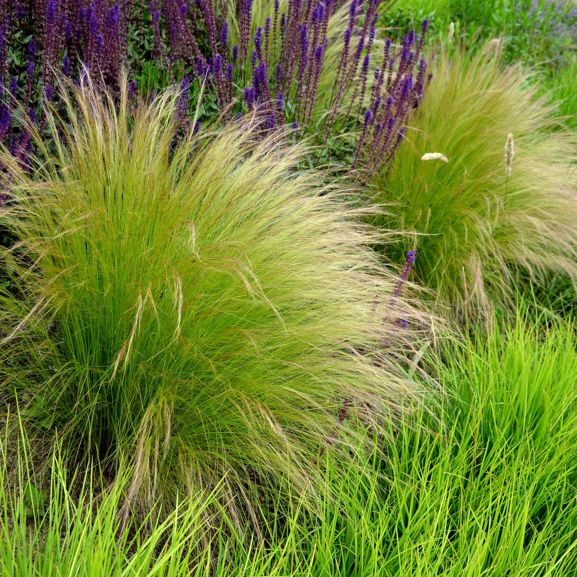 Zartes Federgras - Stipa tenuifolia Ponytails - Grün - 4 Pflanzen - Immergrün - Wenig Pflege - Topf 17cm Höhe 50cm